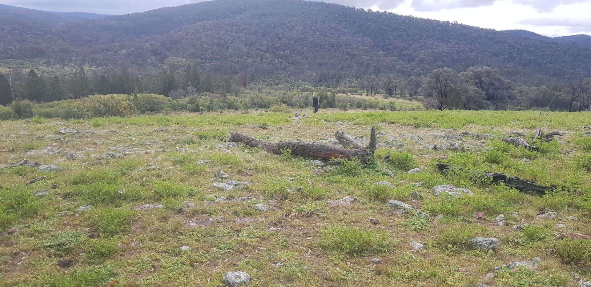 655 Monaghans Rd, Manildra Sold by Farmbuy.com - image 1