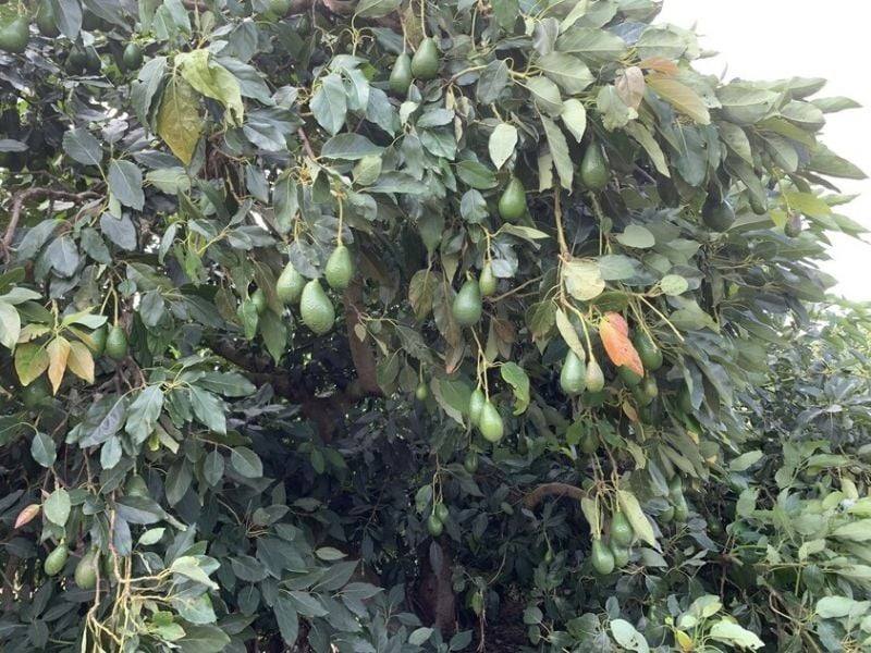 1611 Mareeba Dimbulah Road, Arriga For Sale by Farmbuy.com - image 9