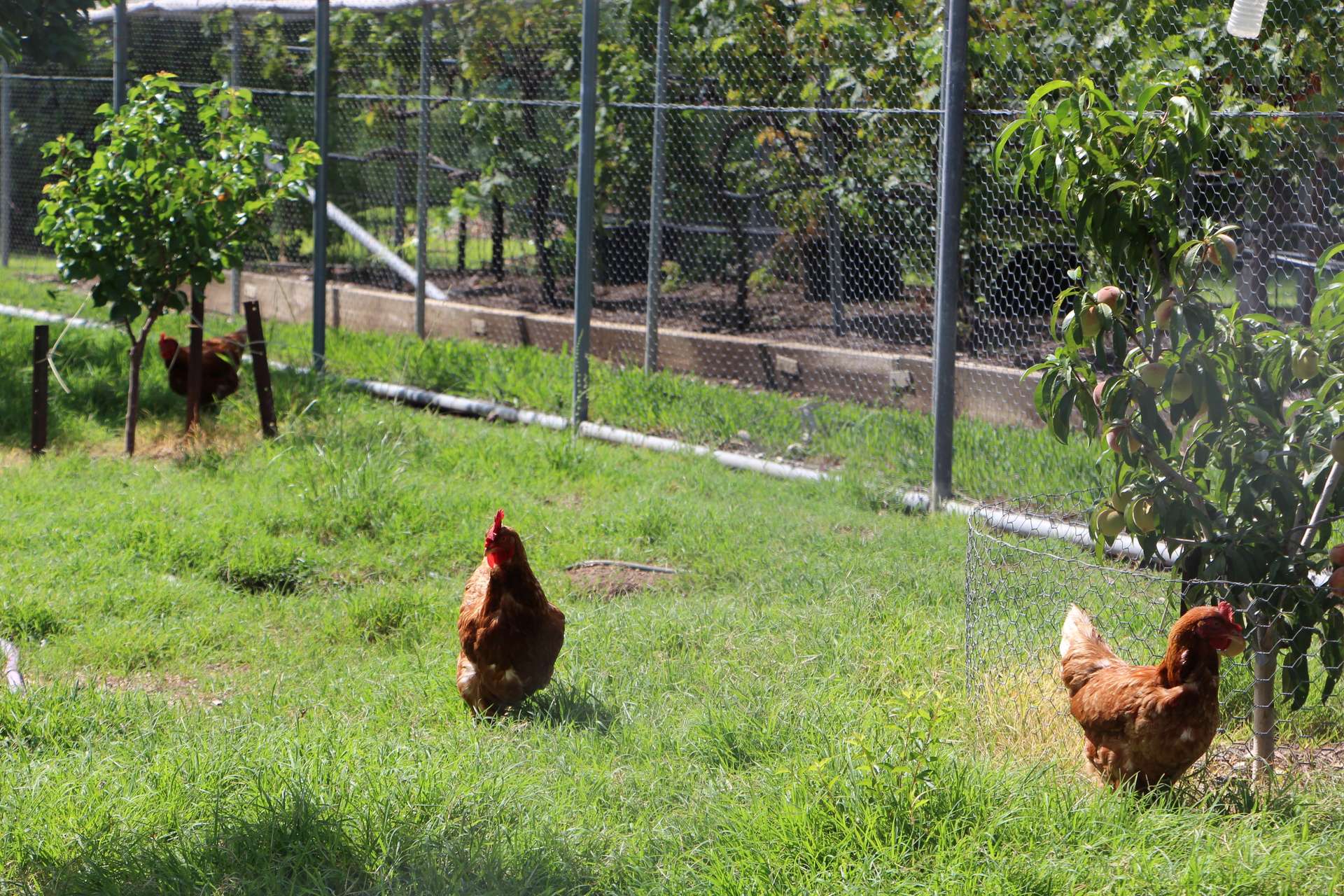 Inverell For Sale by Farmbuy.com - image 29