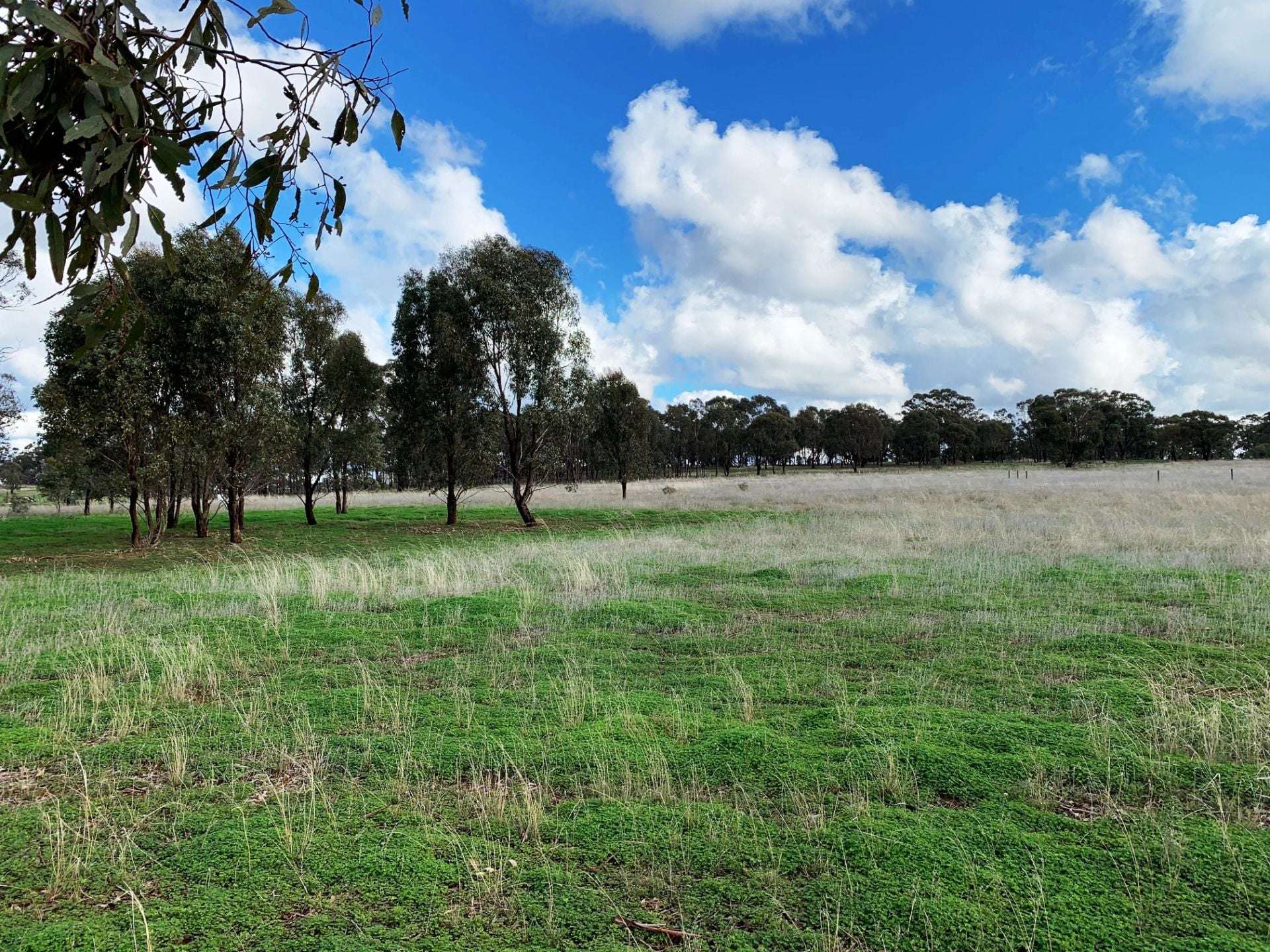 Bonn For Sale by Farmbuy.com - image 4