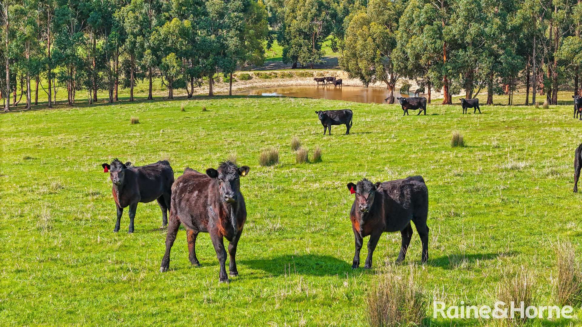 228 Hutchinson Road, Hindmarsh Valley For Sale by Farmbuy.com - image 34