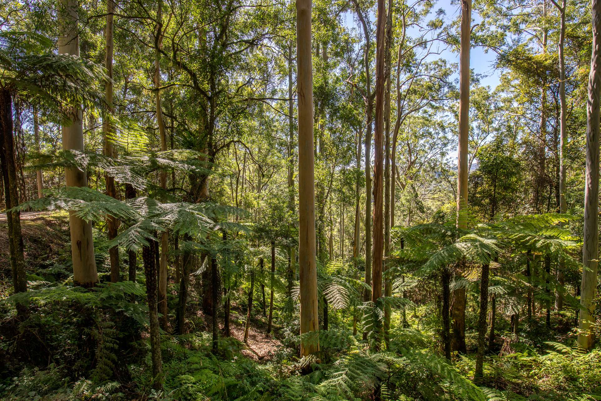 149 Johnsens Road, Dorrigo Sold by Farmbuy.com - image 19