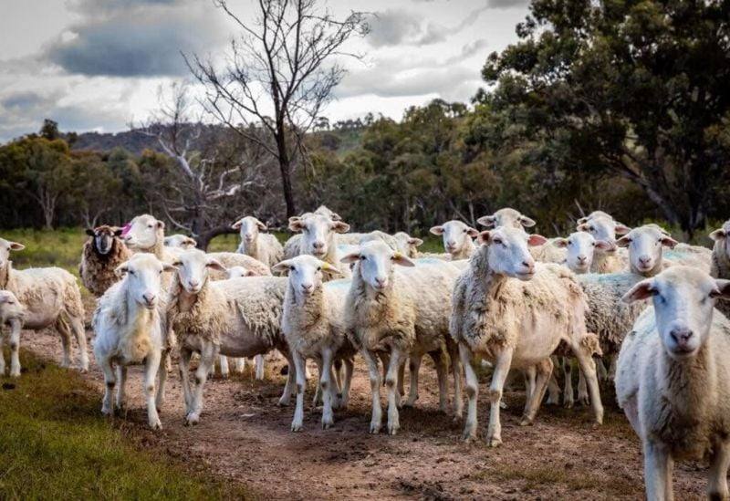 594 Pyramul Road, Windeyer For Sale by Farmbuy.com - image 28