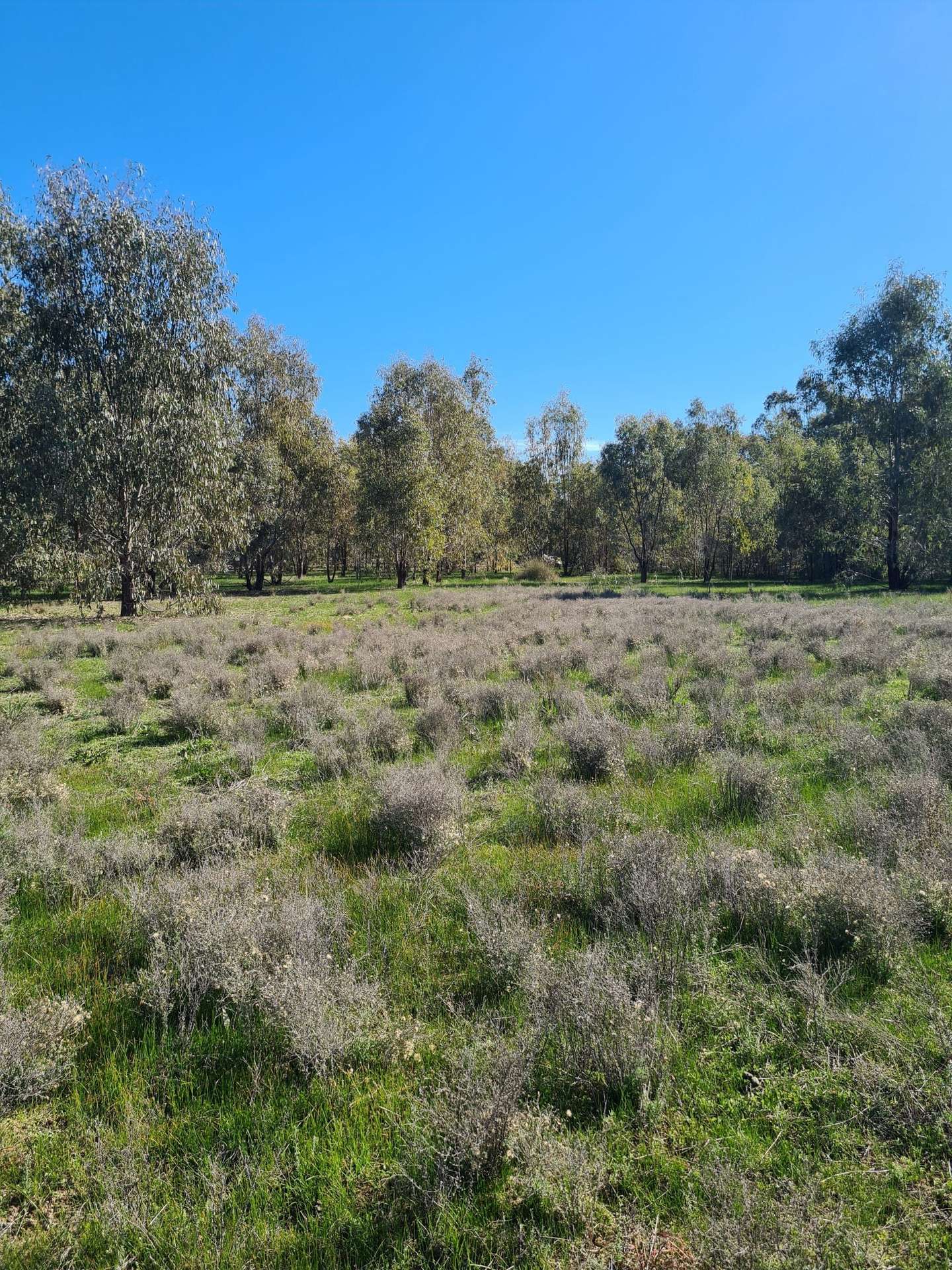 78 Louies Hut Road, Moama For Sale by Farmbuy.com - image 21