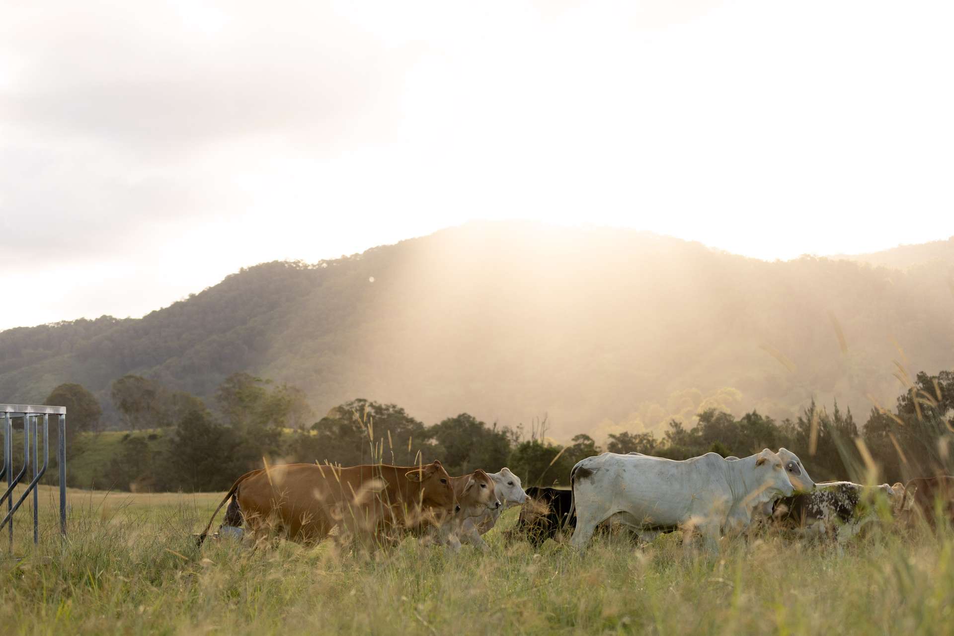2138 Maleny Kenilworth Road, Conondale For Sale by Farmbuy.com - image 11