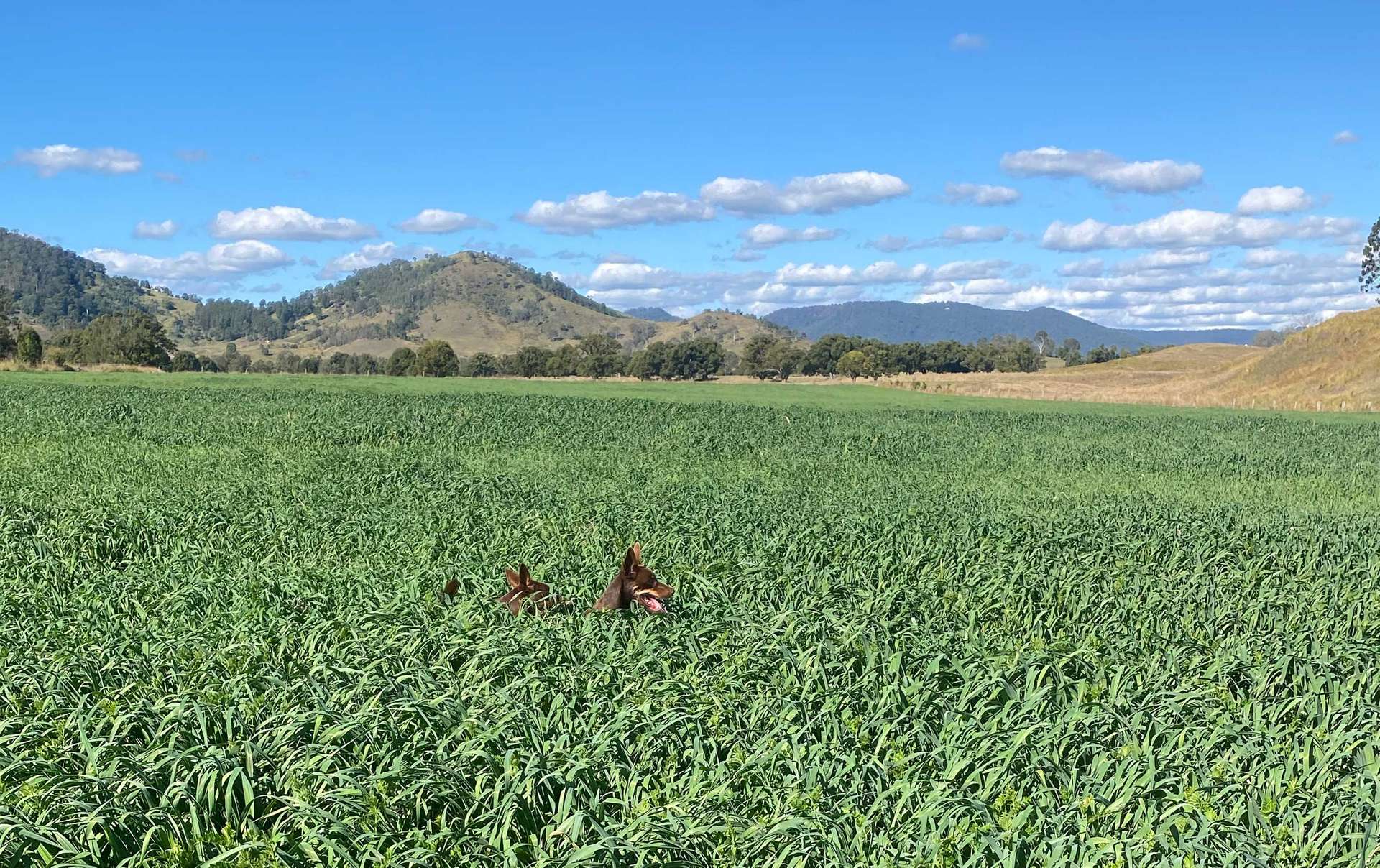 2138 Maleny Kenilworth Road, Conondale For Sale by Farmbuy.com - image 9