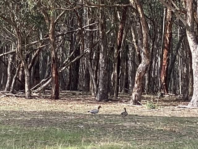 236 Morrisons Lane, Korobeit For Sale by Farmbuy.com - image 14