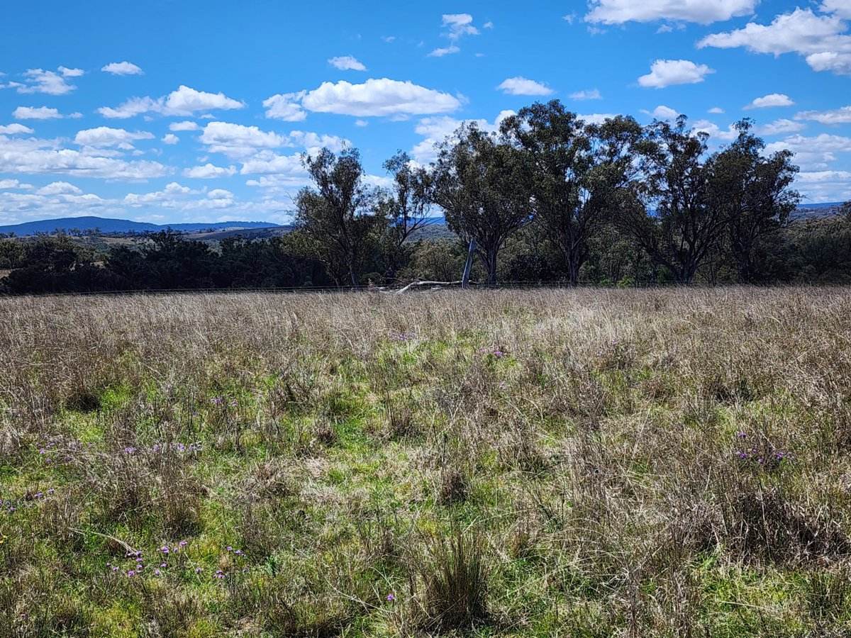 Lot 11 Pikedale Lane, Stanthorpe For Sale by Farmbuy.com - image 3