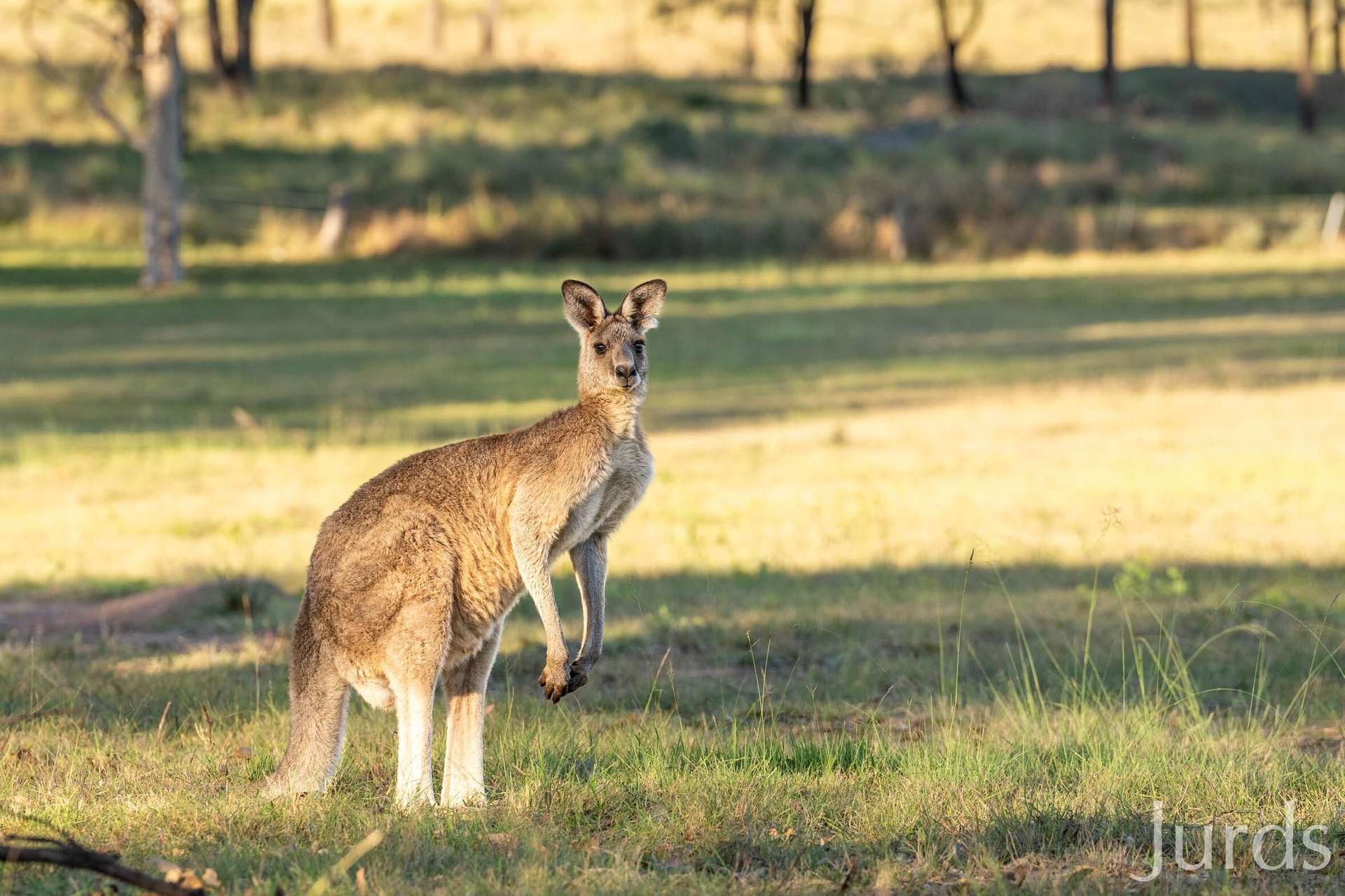 Wisemans Way, Sedgefield For Sale by Farmbuy.com - image 17
