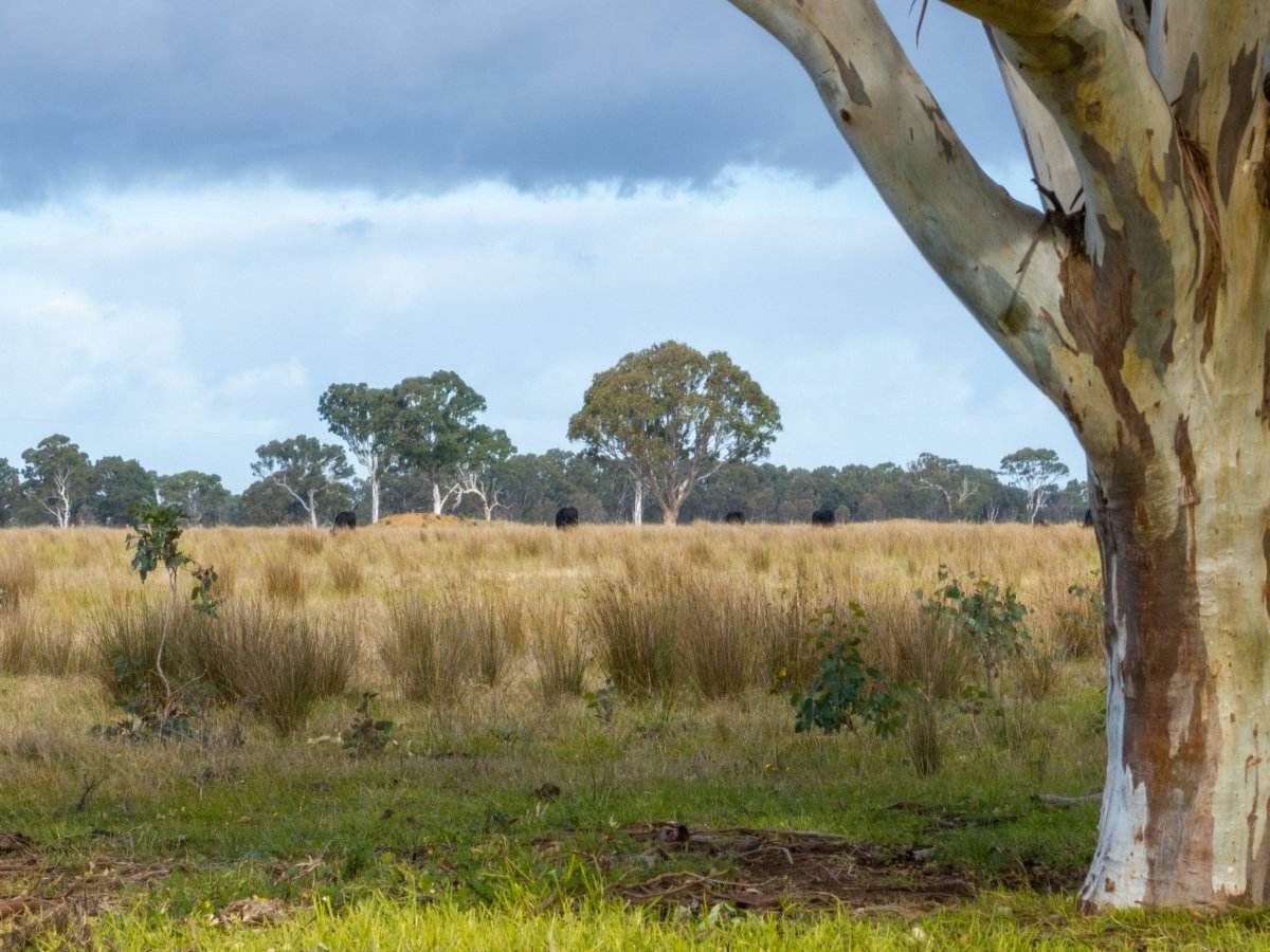 Lot 2/488A Bengworden Road, Bairnsdale For Sale by Farmbuy.com - image 18
