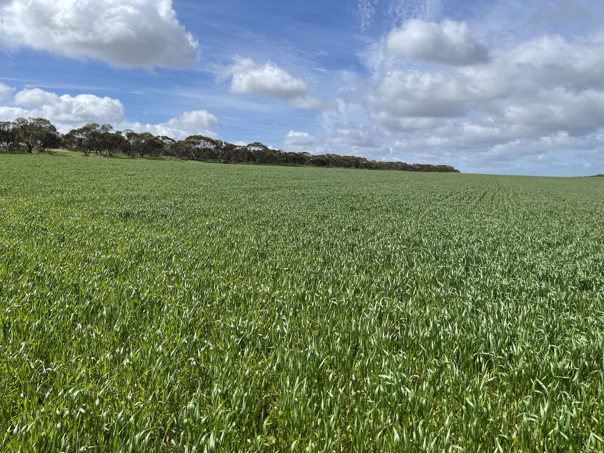 Lot/41 Skinner Road, Warramboo For Sale by Farmbuy.com - image 1