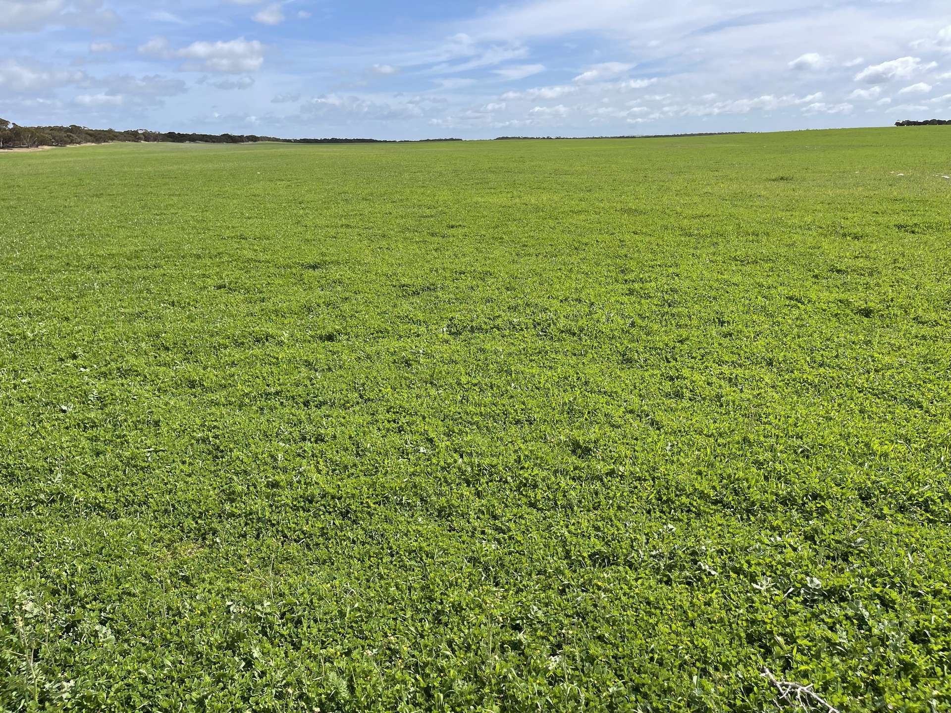 Lot/41 Skinner Road, Warramboo For Sale by Farmbuy.com - image 3