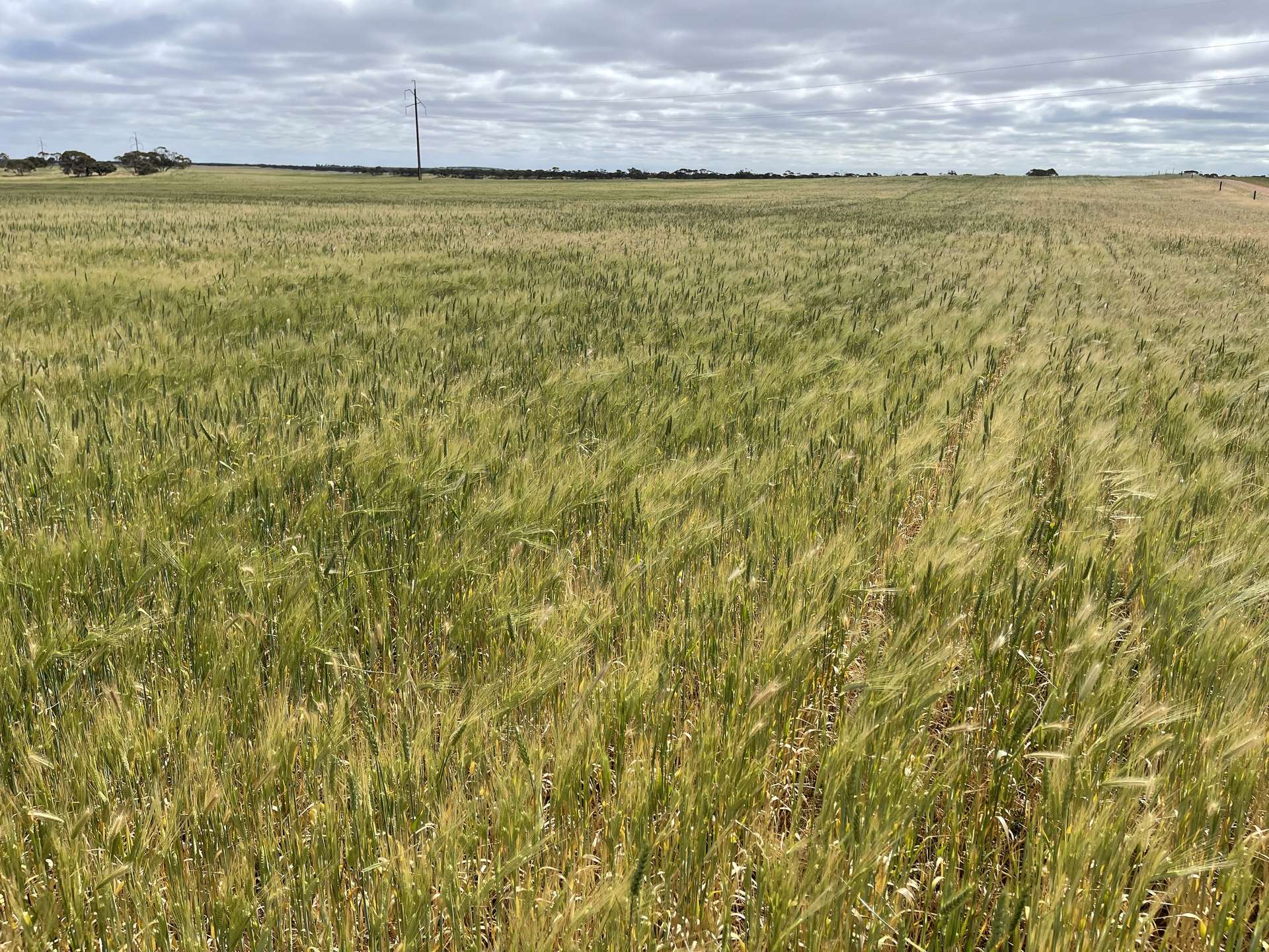 Lot/41 Skinner Road, Warramboo For Sale by Farmbuy.com - image 10