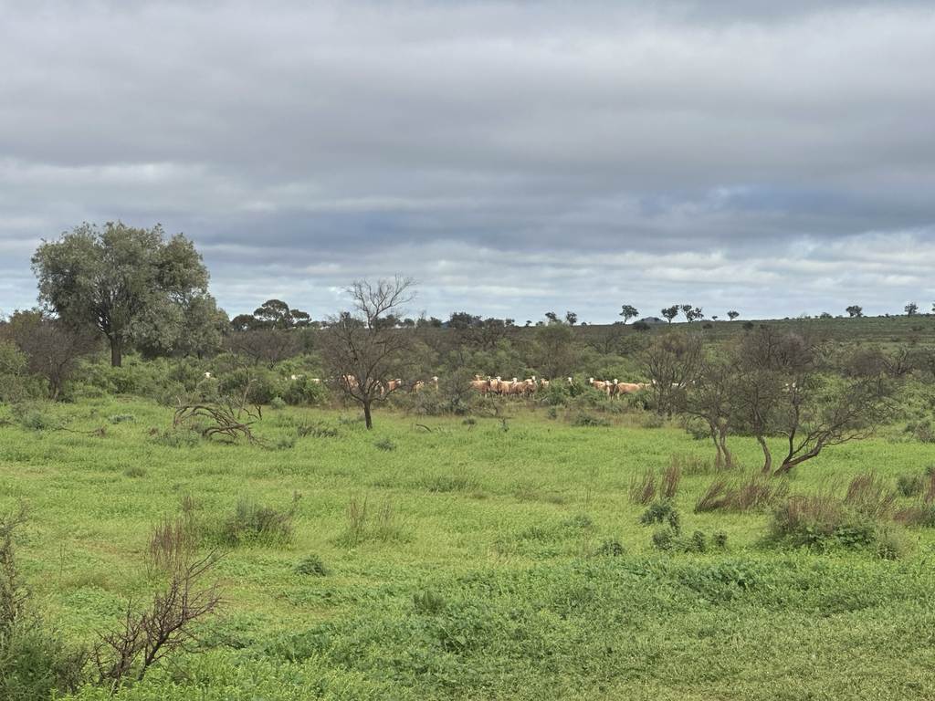 'Cavenagh' Orroroo-Paratoo Road, Cavenagh SA 5422