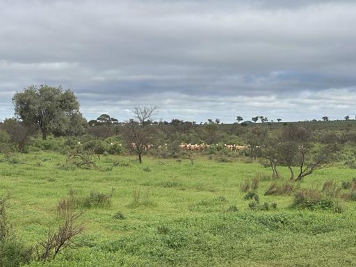 'Cavenagh' Orroroo-Paratoo Road, Cavenagh SA 5422
