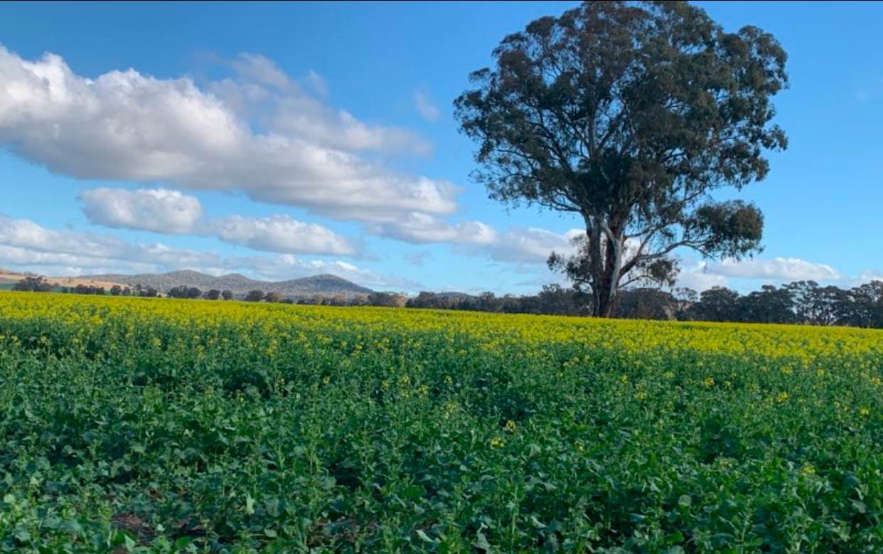 2170 Adelargo Road, Grenfell For Sale by Farmbuy.com - image 5