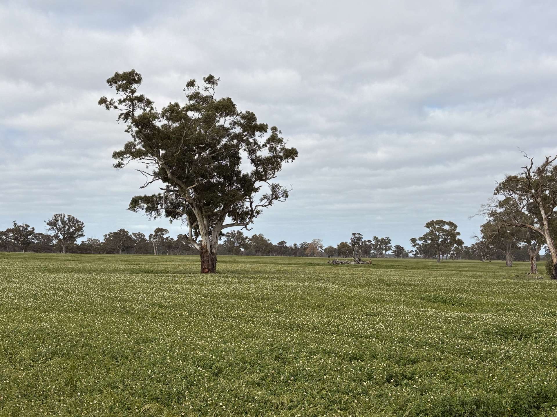 441 Harrow-Clear Lake Road, Harrow For Sale by Farmbuy.com - image 1