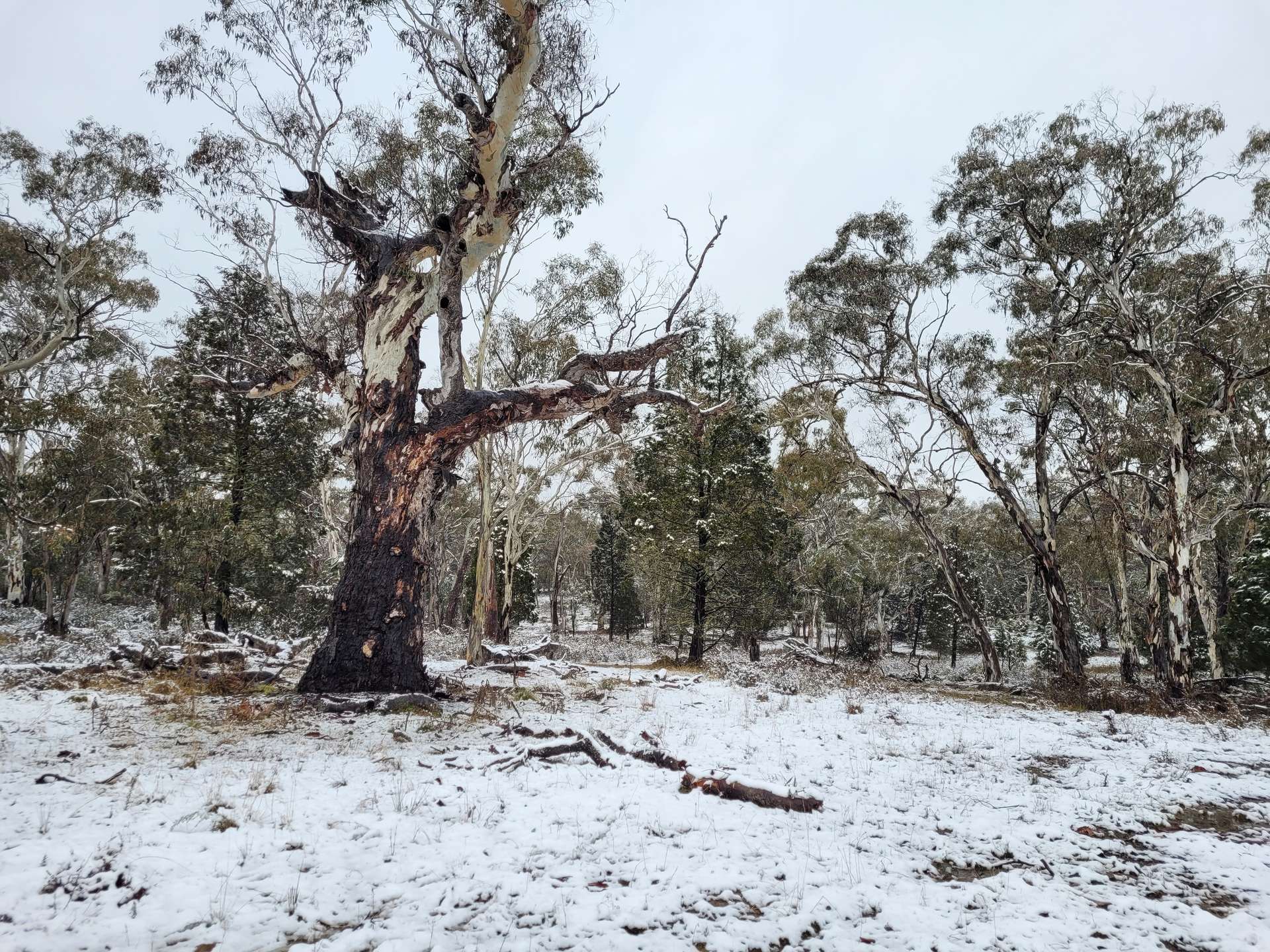 Lot 34 Palarang Road, Merriangaah For Sale by Farmbuy.com - image 22