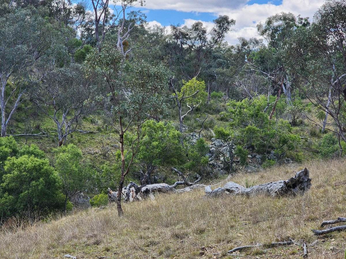 Lot 2 Stanthorpe Texas Road, Stanthorpe For Sale by Farmbuy.com - image 9