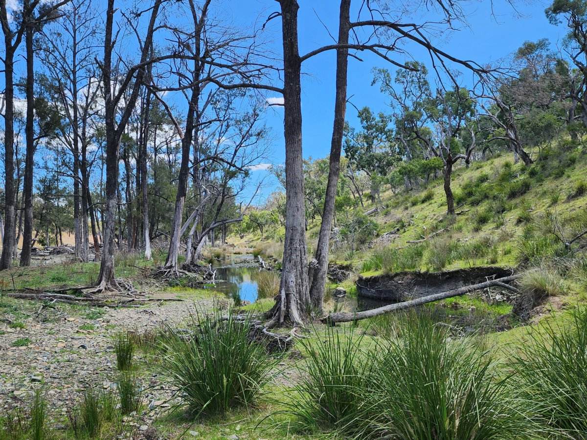 Lot 2 Stanthorpe Texas Road, Stanthorpe For Sale by Farmbuy.com - image 1