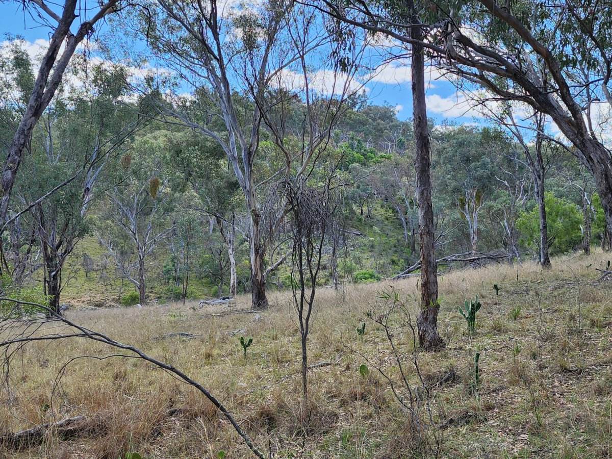 Lot 2 Stanthorpe Texas Road, Stanthorpe For Sale by Farmbuy.com - image 5