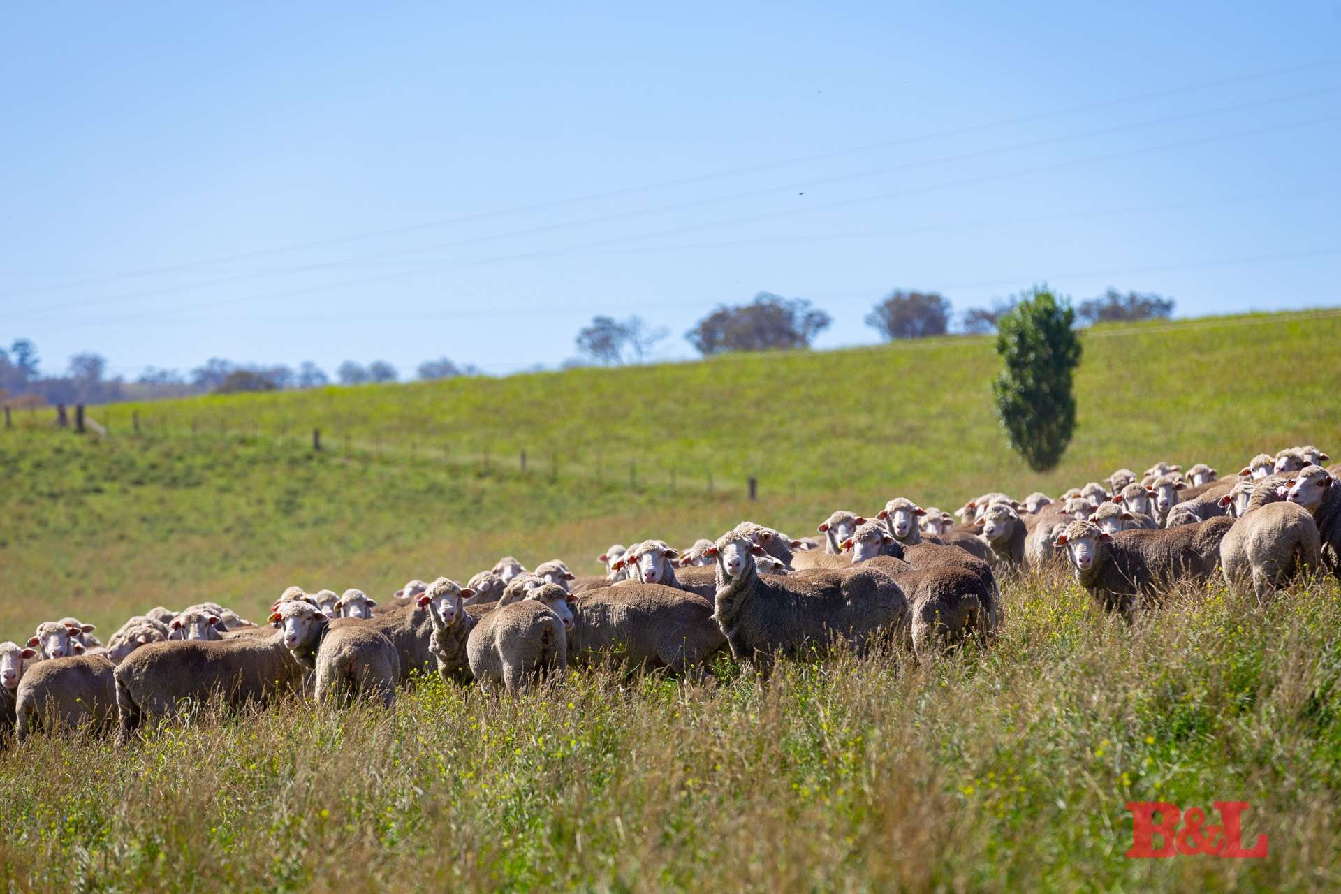 Lot 2 & 252 976 Sodwalls Road, Tarana For Sale by Farmbuy.com - image 6