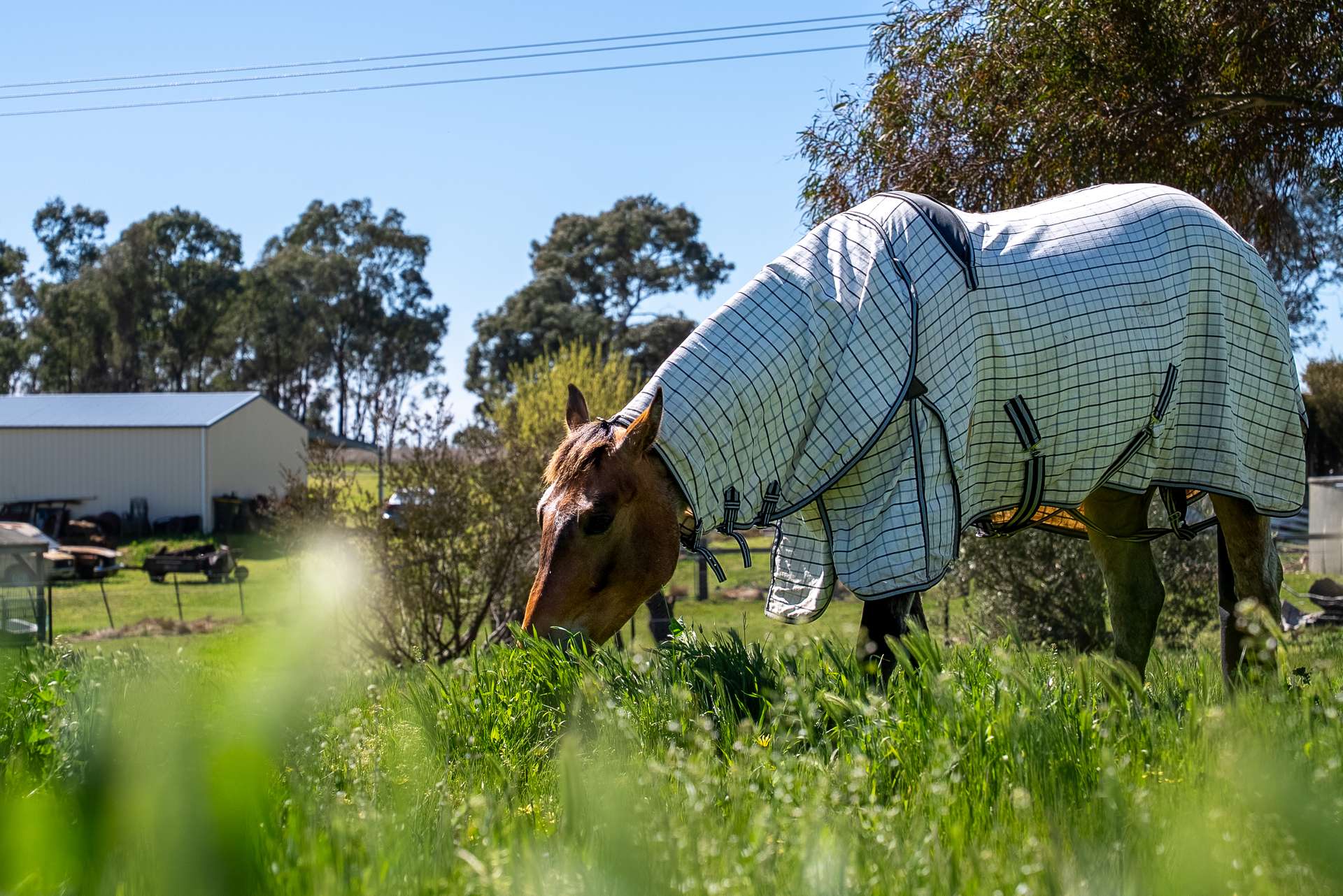 116 Speedy Street, Molong For Sale by Farmbuy.com - image 1