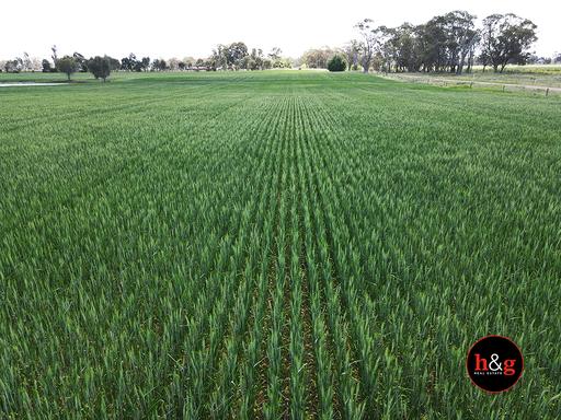 Farm For Sale - VIC - Merrigum - 3618 - Ideal Small Cropping Block 