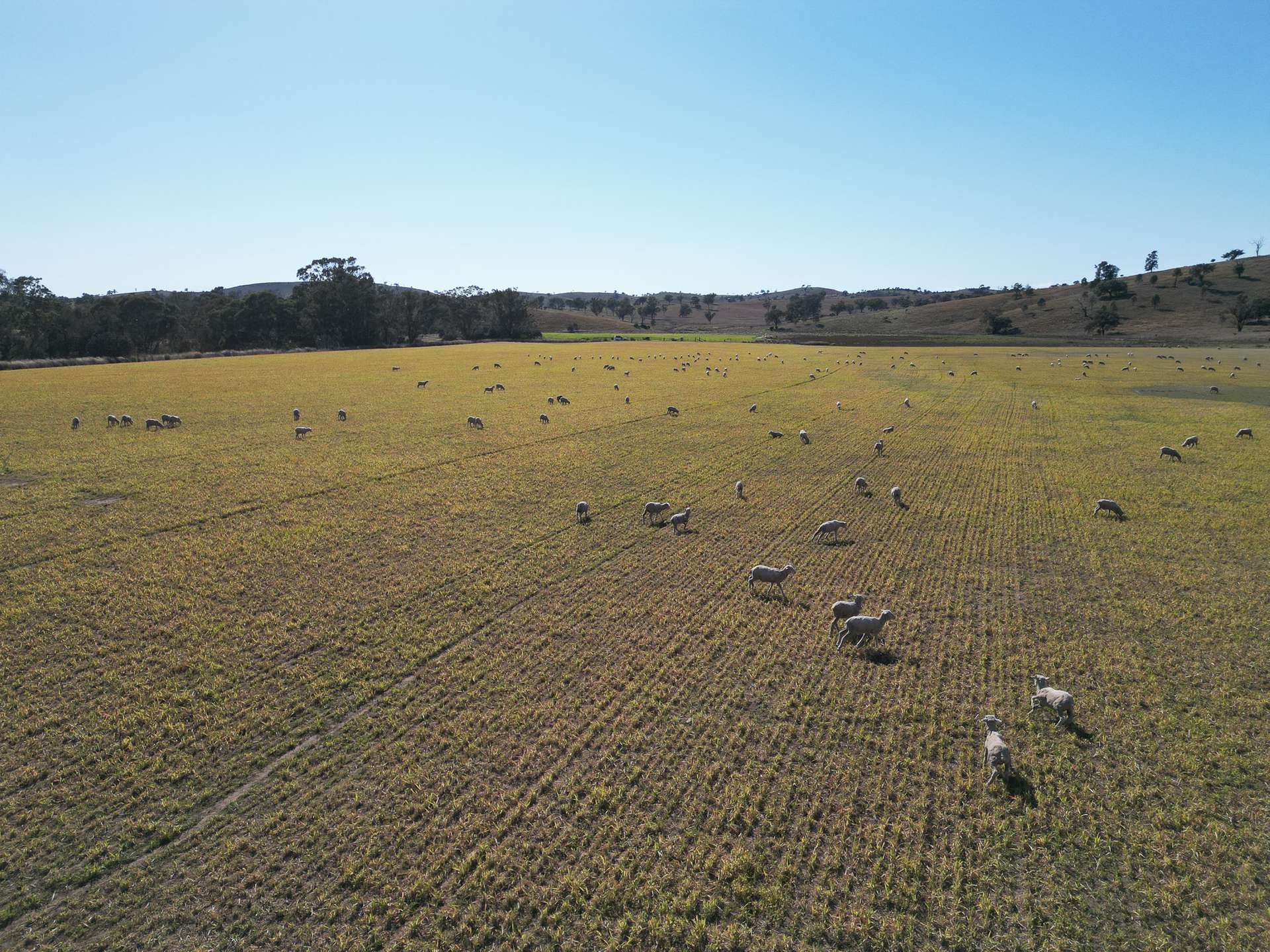 1198 Bukkulla Road, Ashford For Sale by Farmbuy.com - image 22