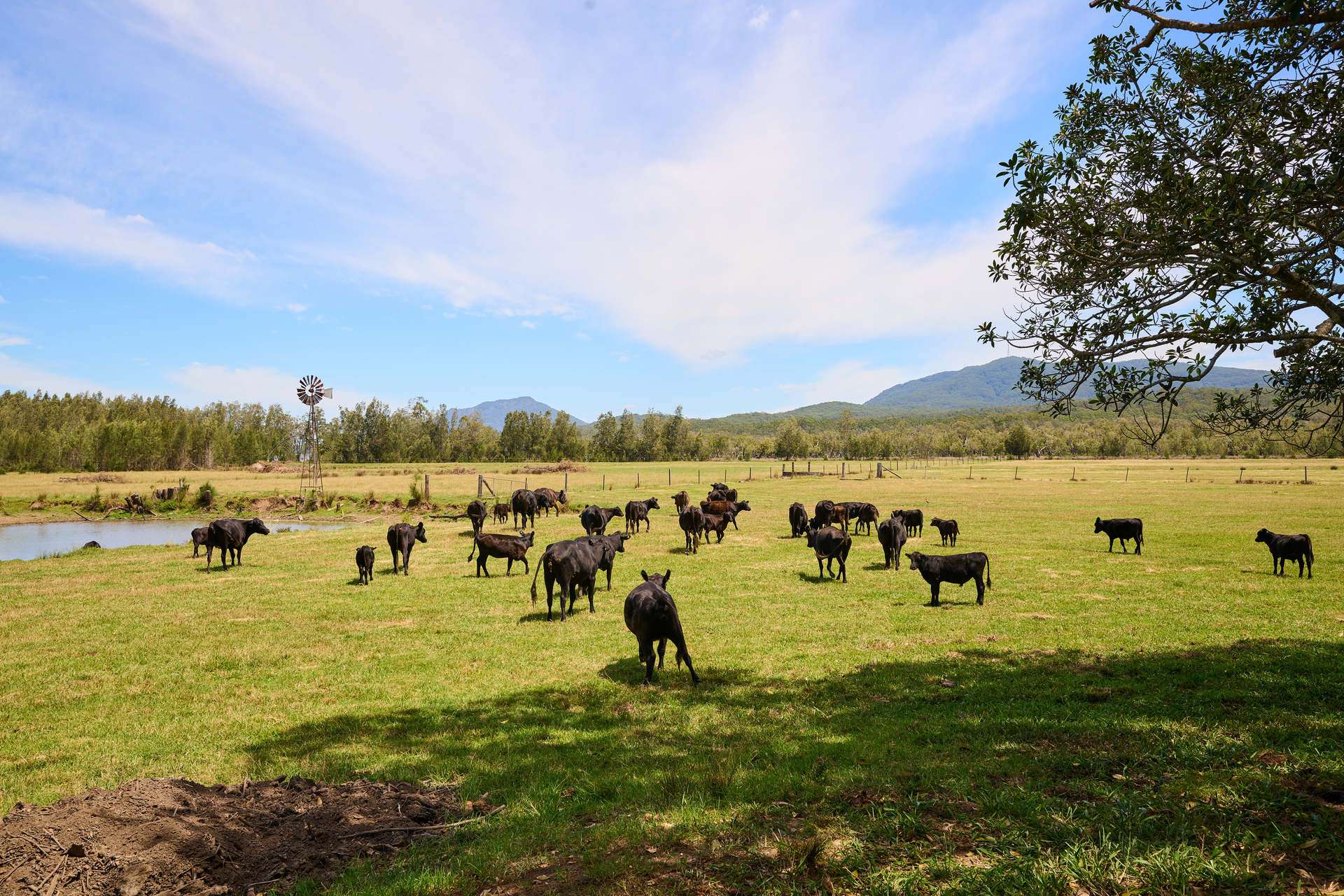 4300 Pacific Highway, Middle Brother For Sale by Farmbuy.com - image 7