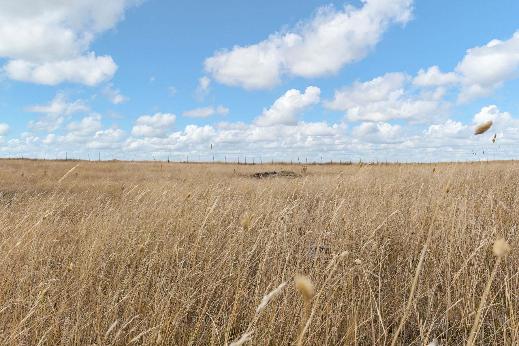 210 Briggs Road, Honeywood For Sale by Farmbuy.com - image 8