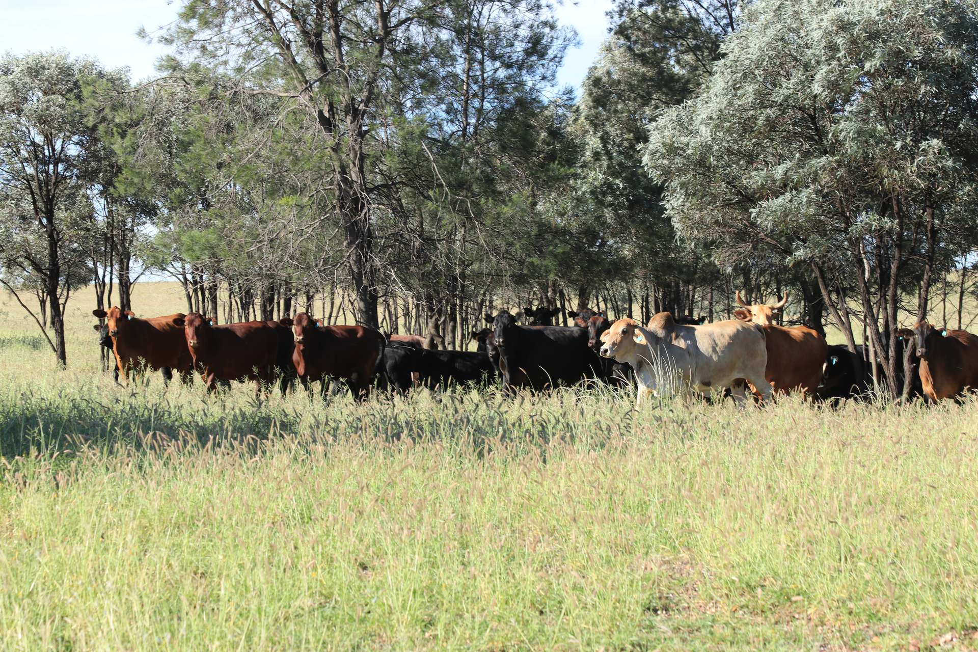 Roma Auction by Farmbuy.com - image 22