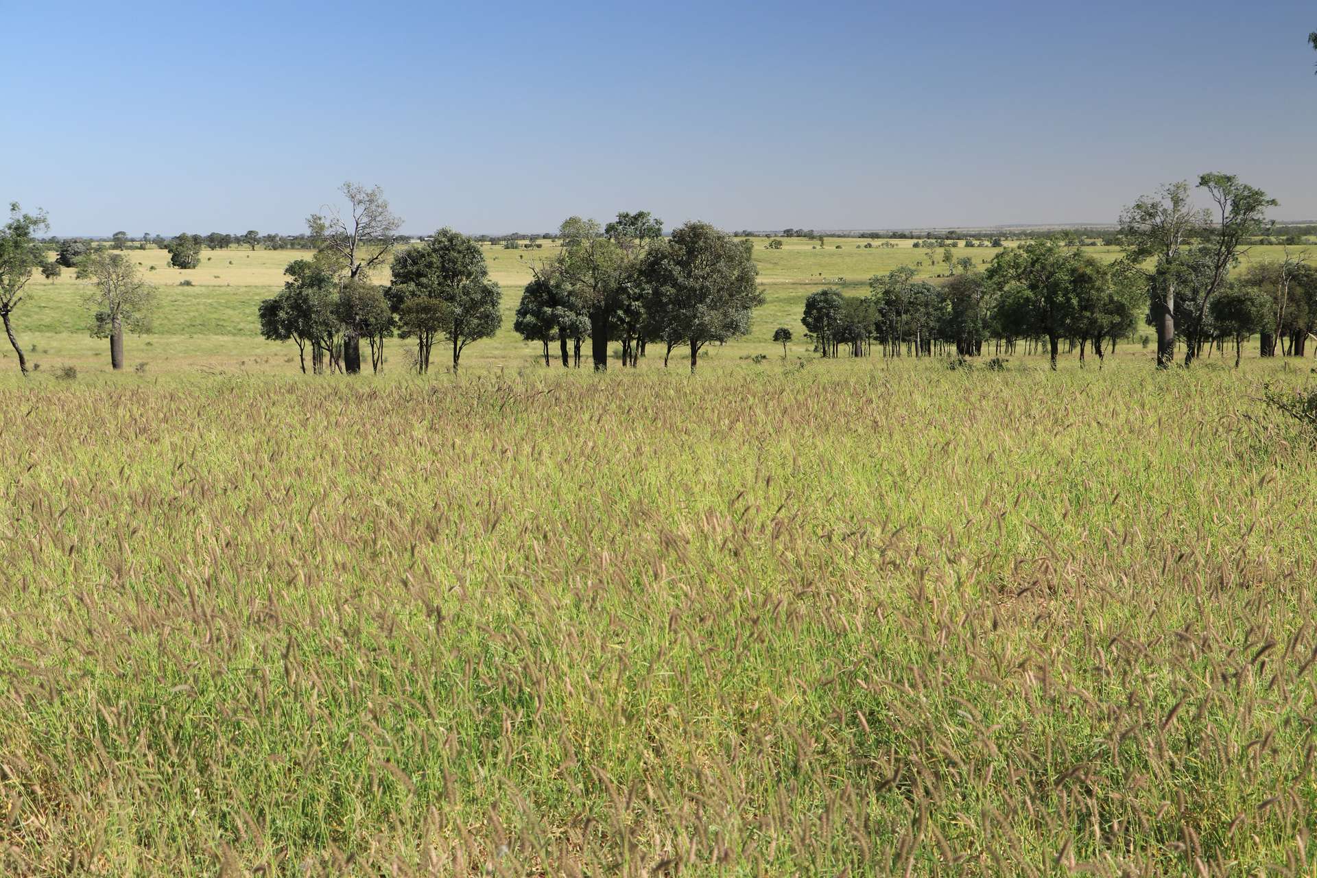 Roma Auction by Farmbuy.com - image 13