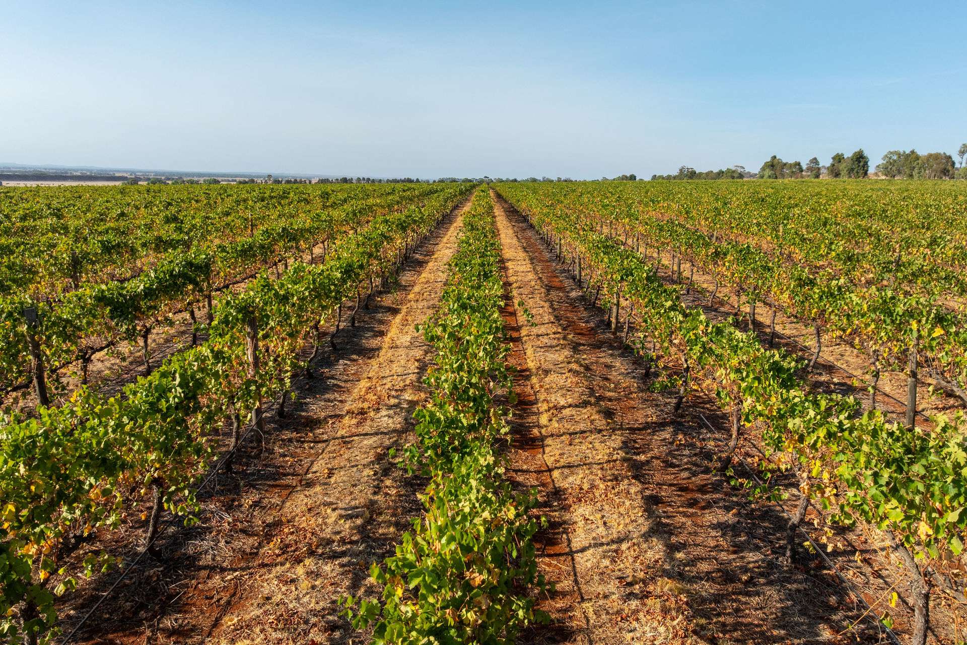 22 Willoughby Road, Burramboot For Sale by Farmbuy.com - image 7