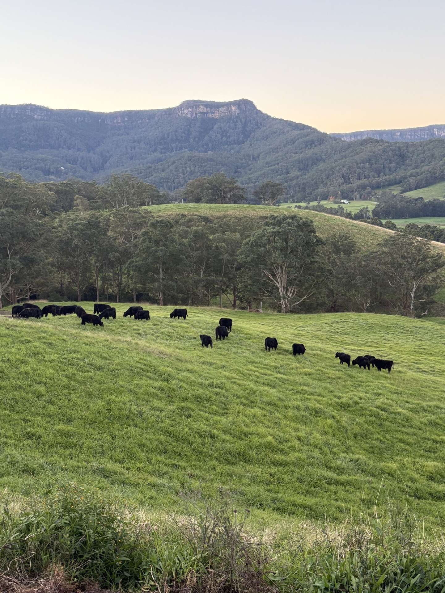 2393 Moss Vale Road, Kangaroo Valley For Sale by Farmbuy.com - image 14