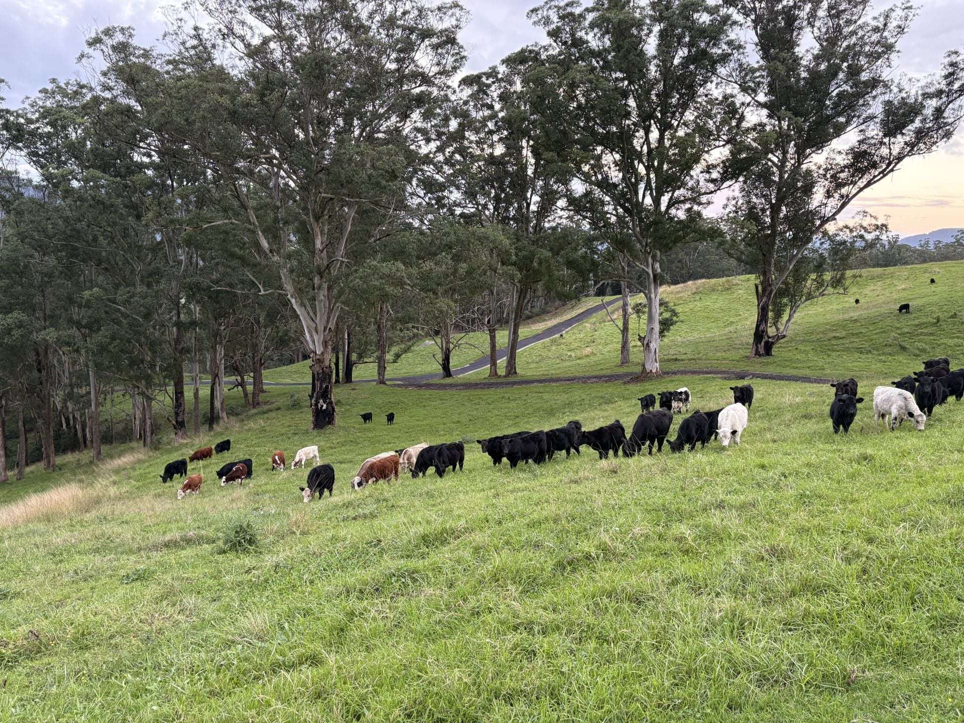 2393 Moss Vale Road, Kangaroo Valley For Sale by Farmbuy.com - image 2