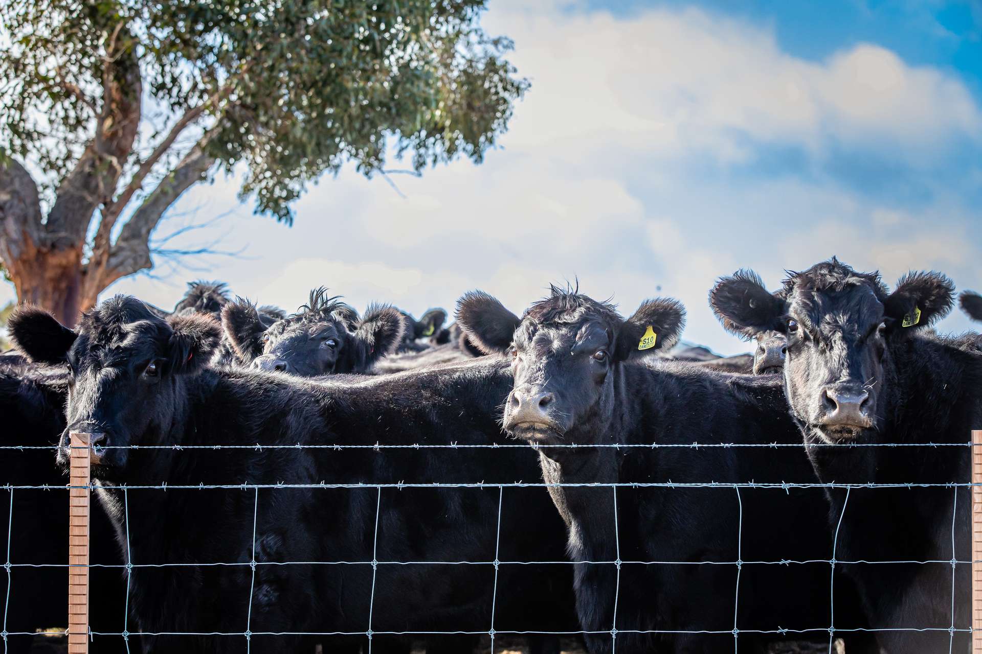 1911 Cadgee Road, Naracoorte For Sale by Farmbuy.com - image 4