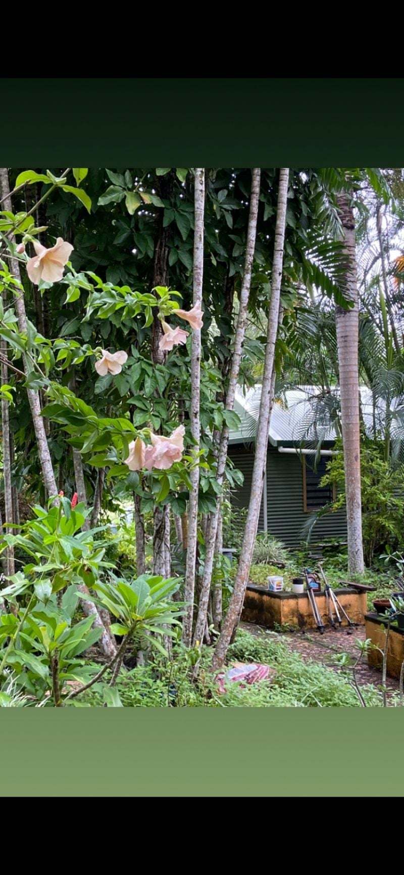 29 Railway Avenue, Cooktown Sold by Farmbuy.com - image 18