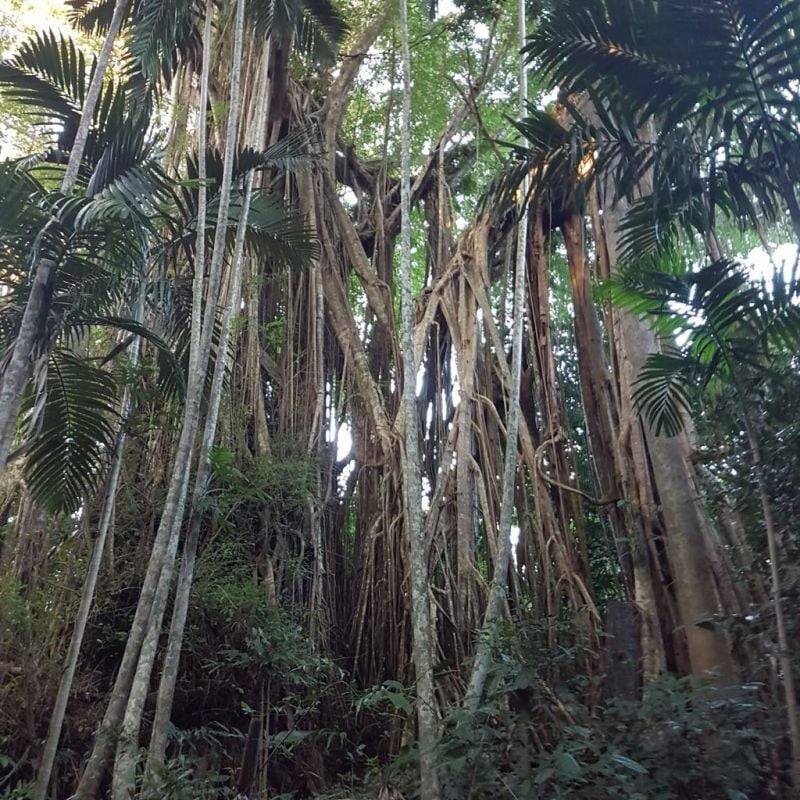 29 Railway Avenue, Cooktown Sold by Farmbuy.com - image 7