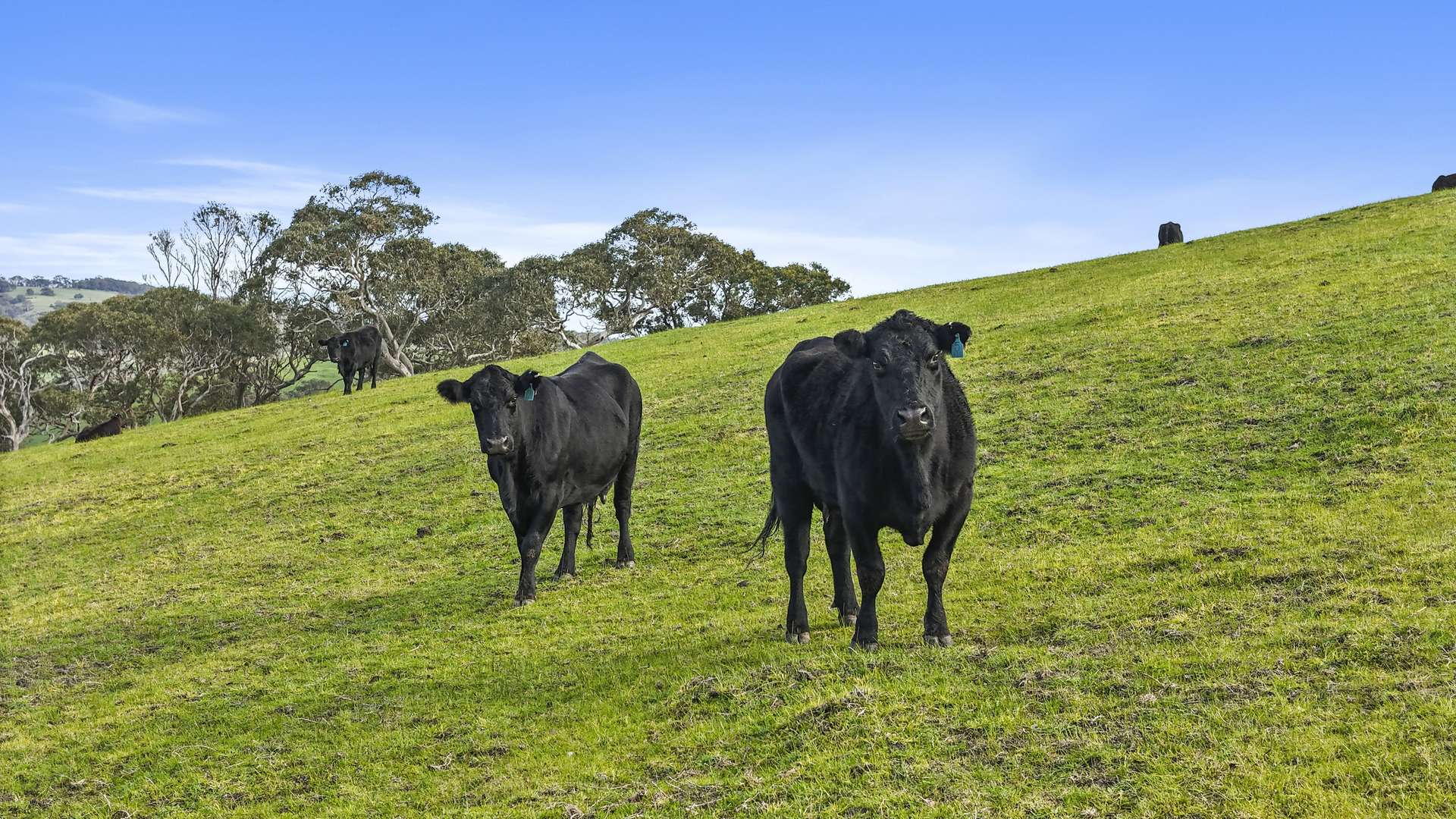 784 Back Valley Road, Back Valley For Sale by Farmbuy.com - image 1