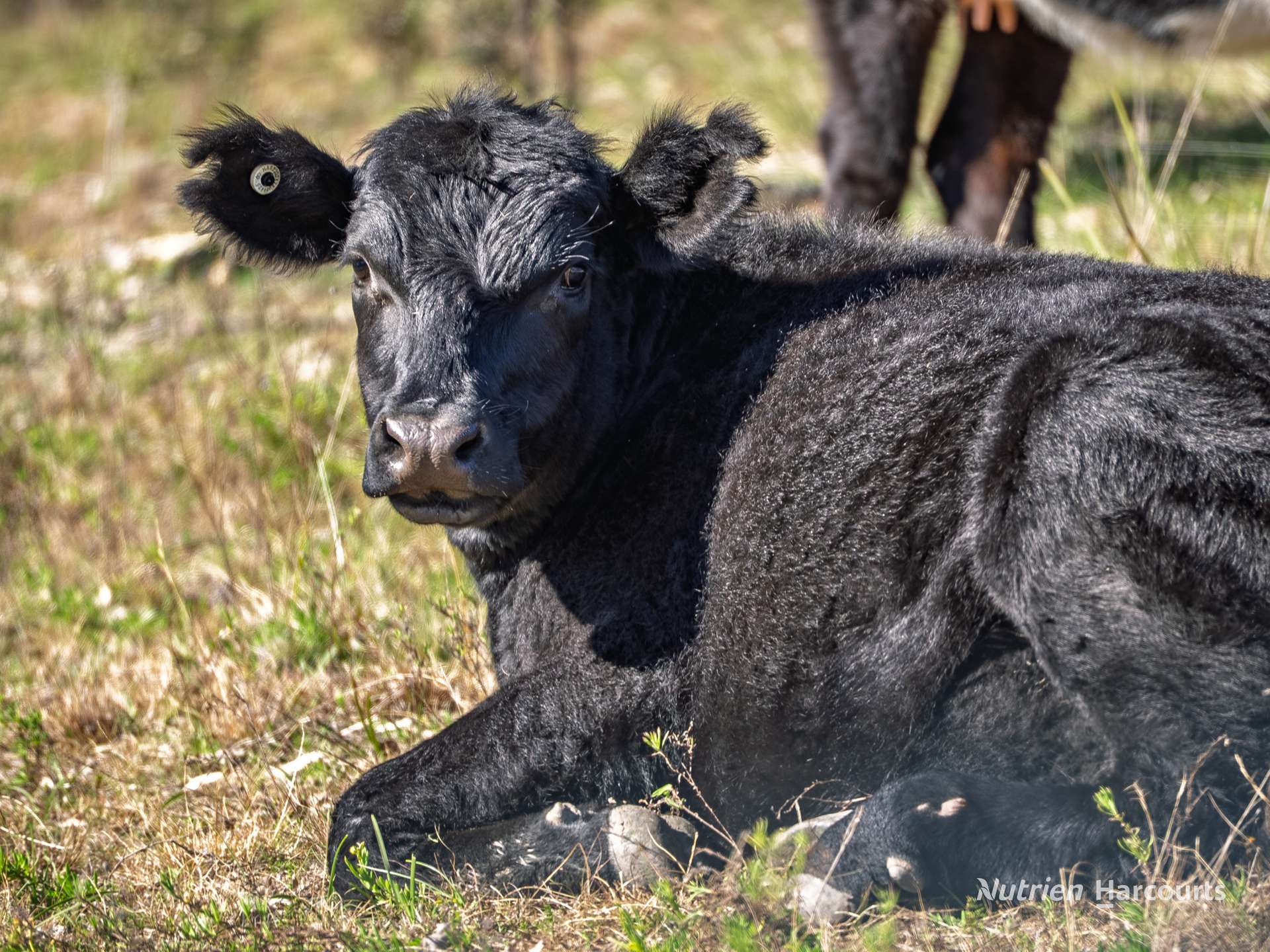 208 Rocky Glen Road, Kingstown For Sale by Farmbuy.com - image 4