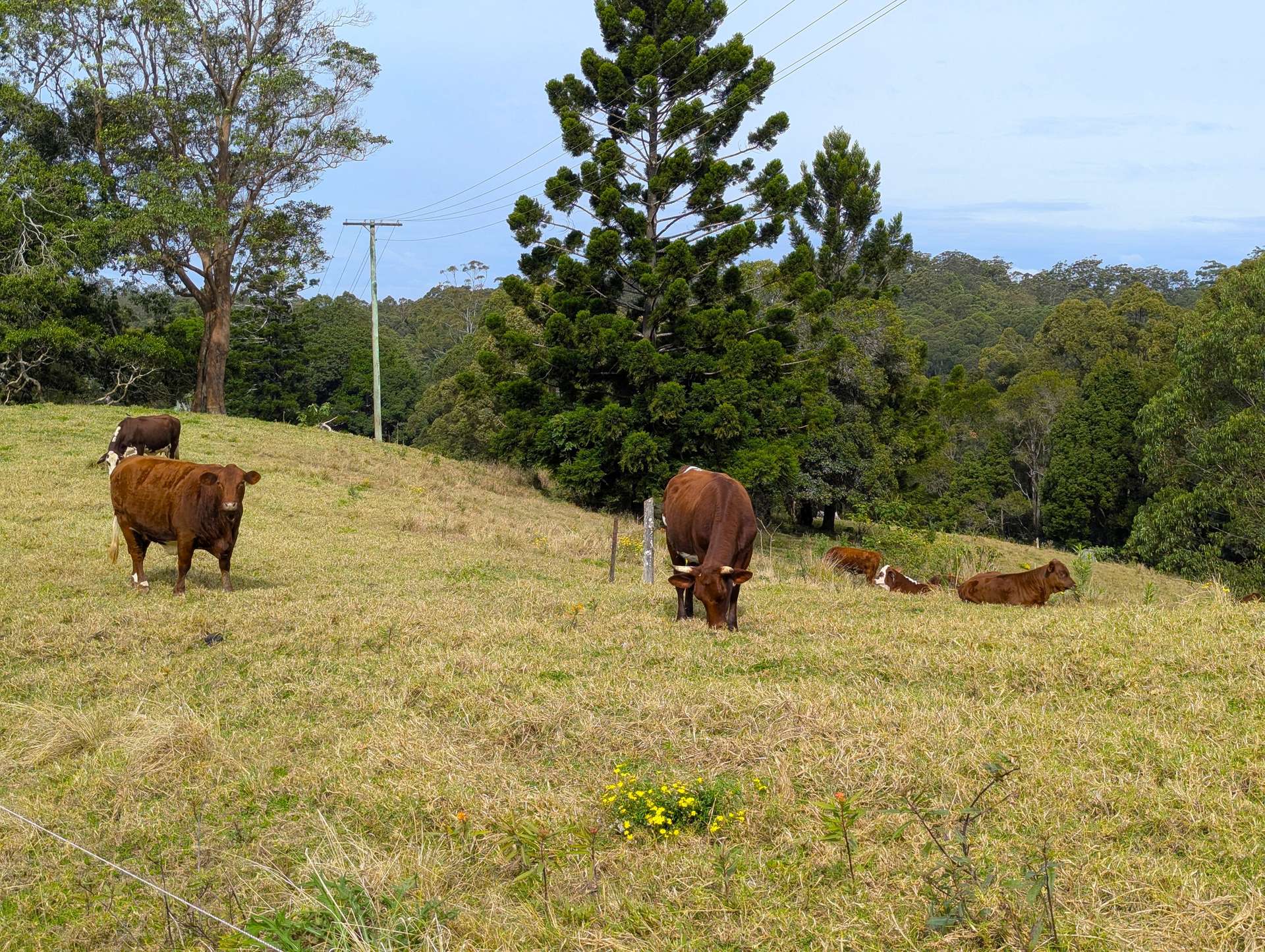 1190 Campbells Pockets Road, Mount Mee For Sale by Farmbuy.com - image 17