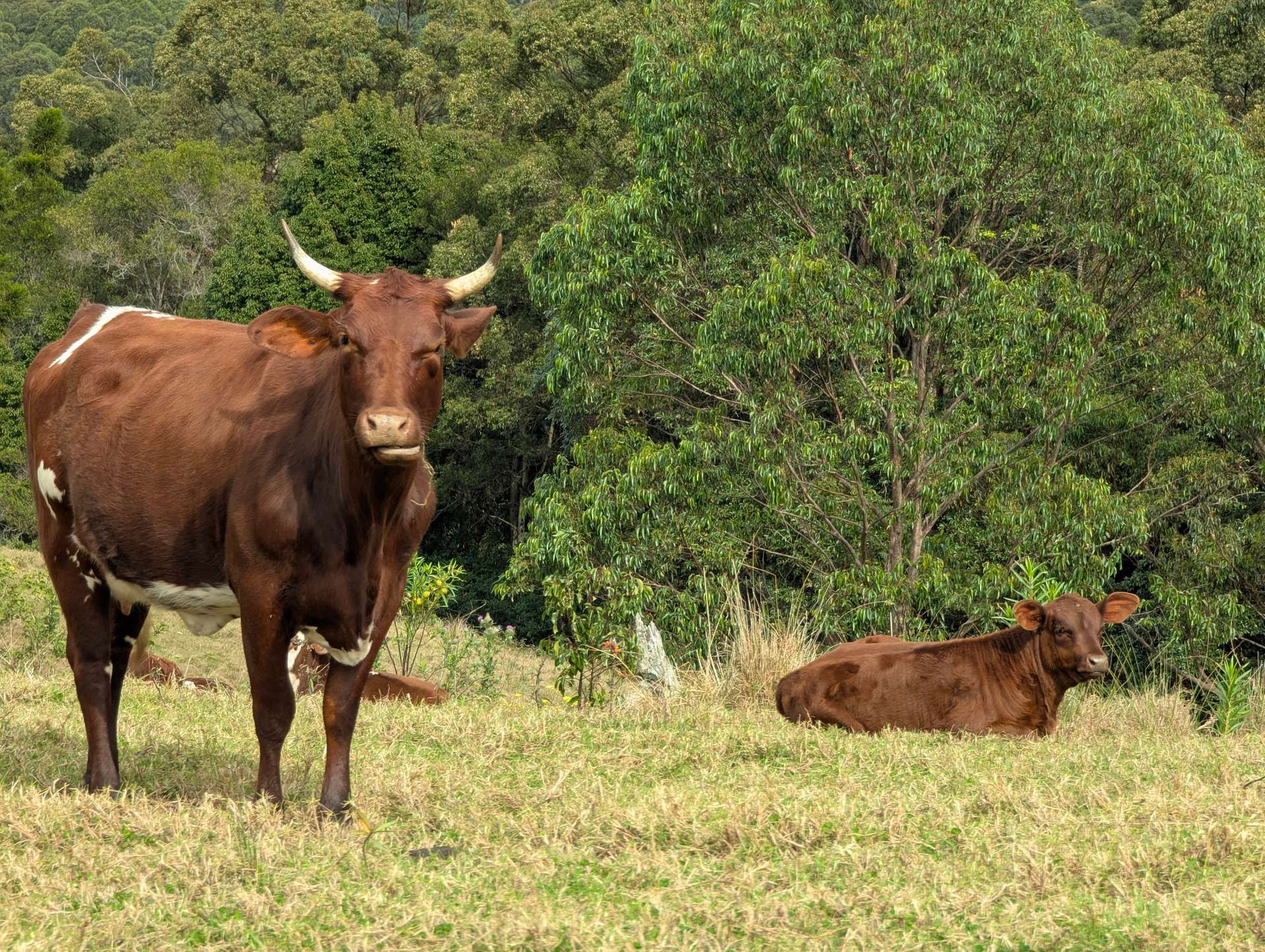 1190 Campbells Pockets Road, Mount Mee For Sale by Farmbuy.com - image 16