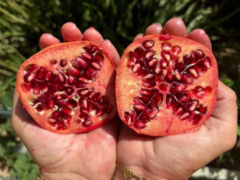 697 Ingoldsby Rd, Ingoldsby For Sale by Farmbuy.com - image 4