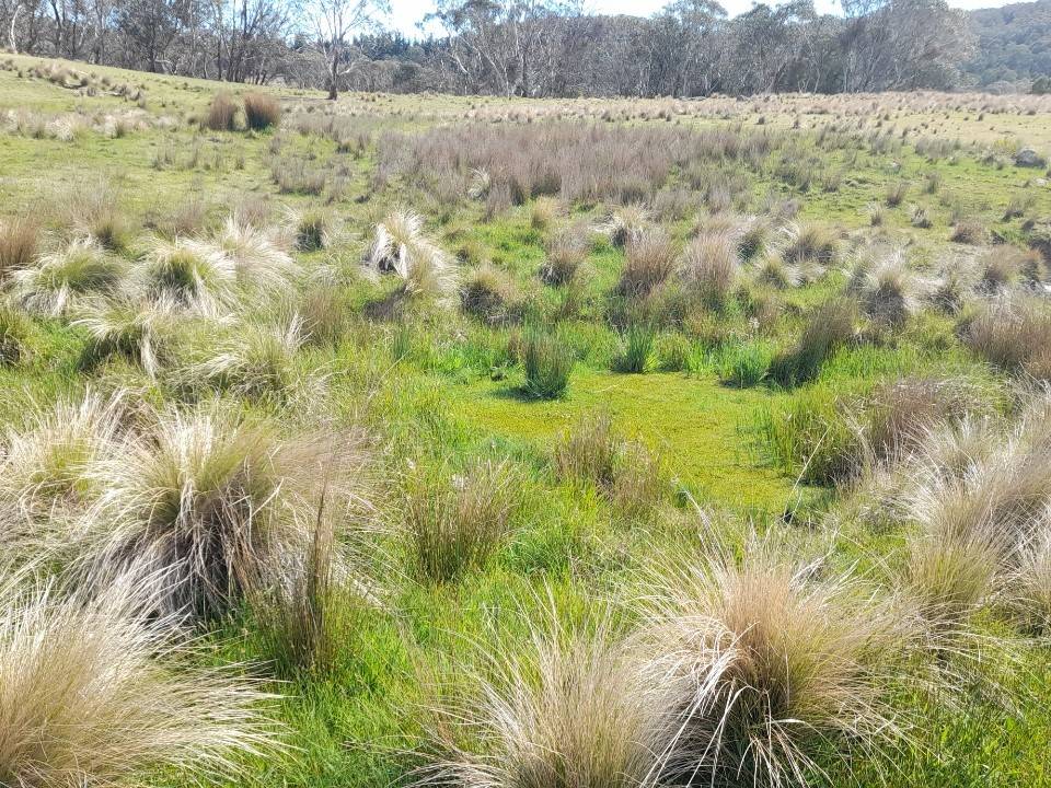 102 Kain Cross Road, Braidwood For Sale by Farmbuy.com - image 19