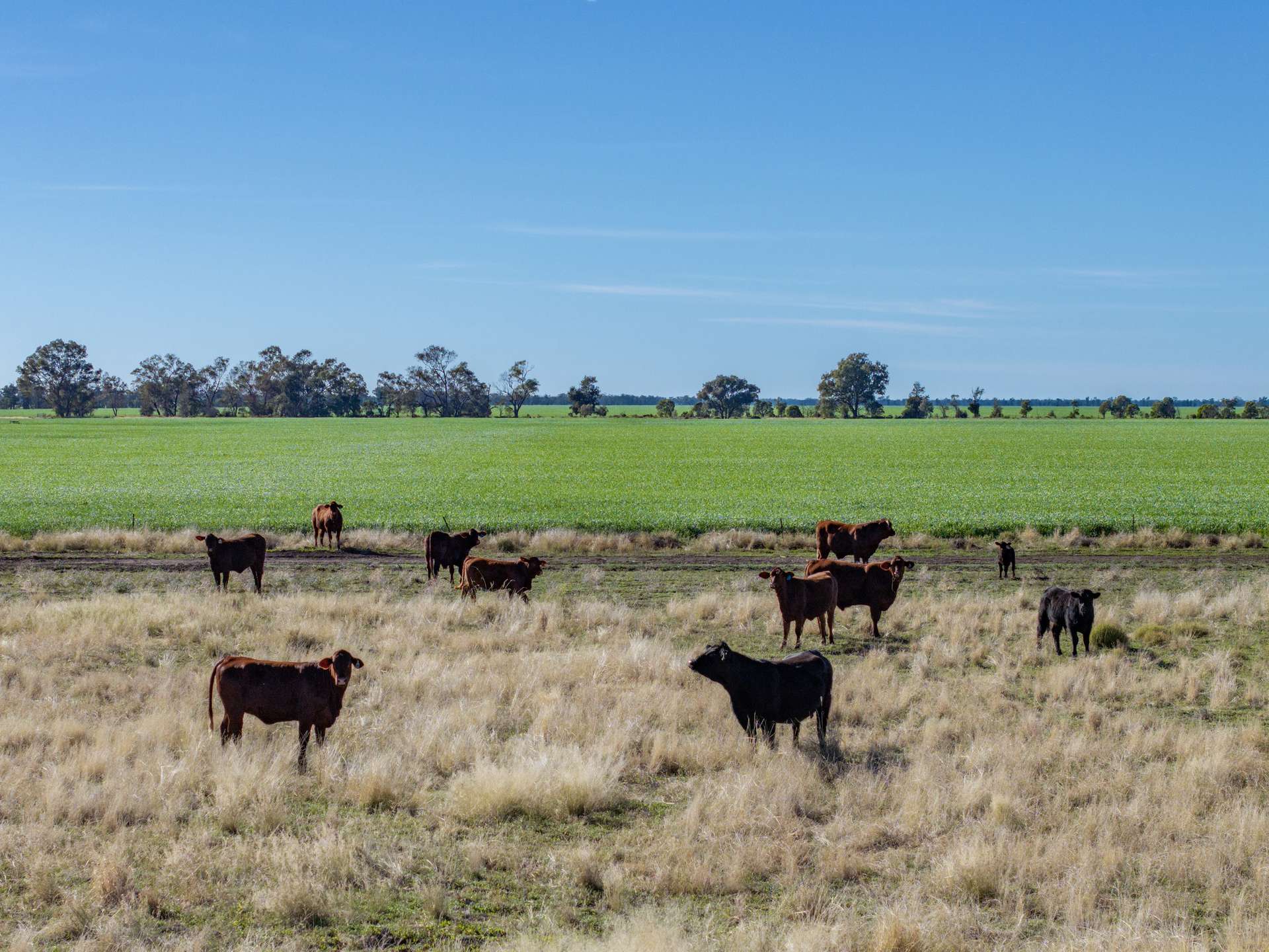 6210 Carnarvon Highway, Thallon For Sale by Farmbuy.com - image 19