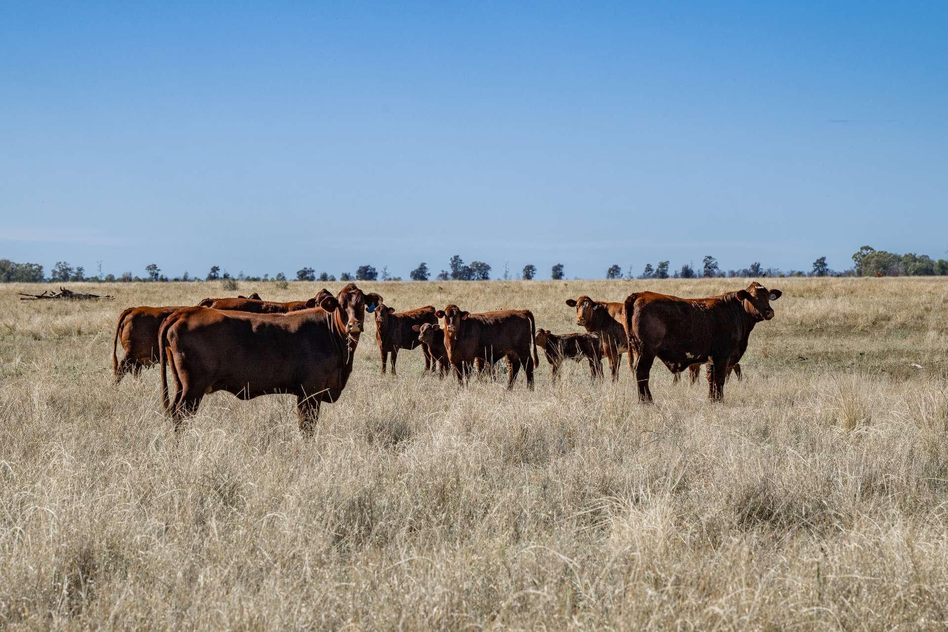 6210 Carnarvon Highway, Thallon For Sale by Farmbuy.com - image 24