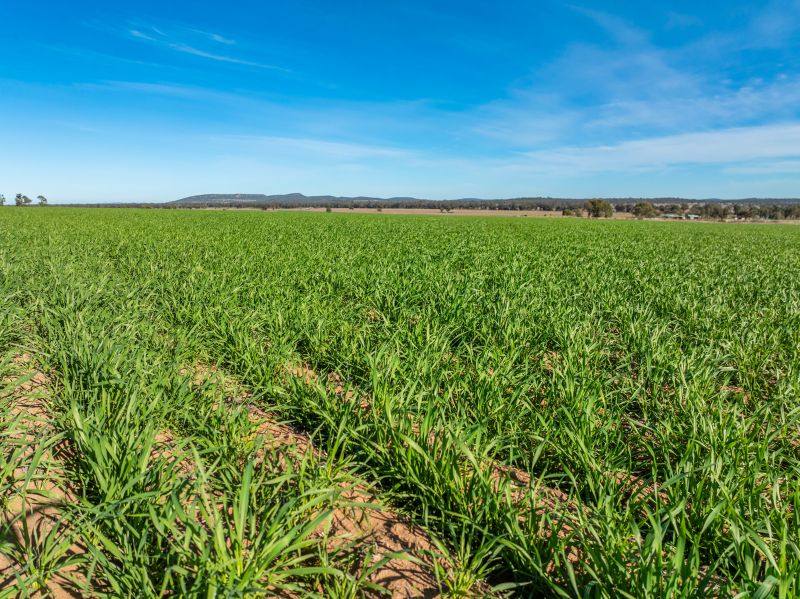 322 Blow Clear Road, Bogan Gate For Sale by Farmbuy.com - image 20