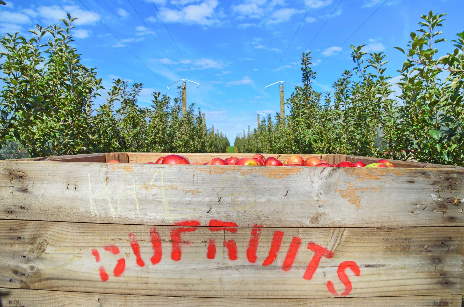 Willigobung For Sale by Farmbuy.com - image 2