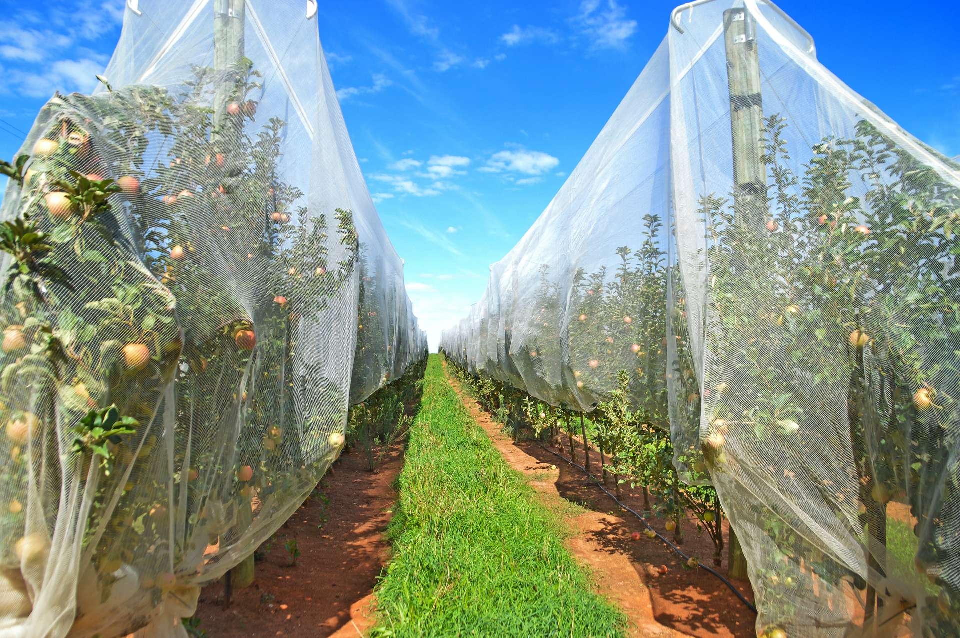 Willigobung For Sale by Farmbuy.com - image 4